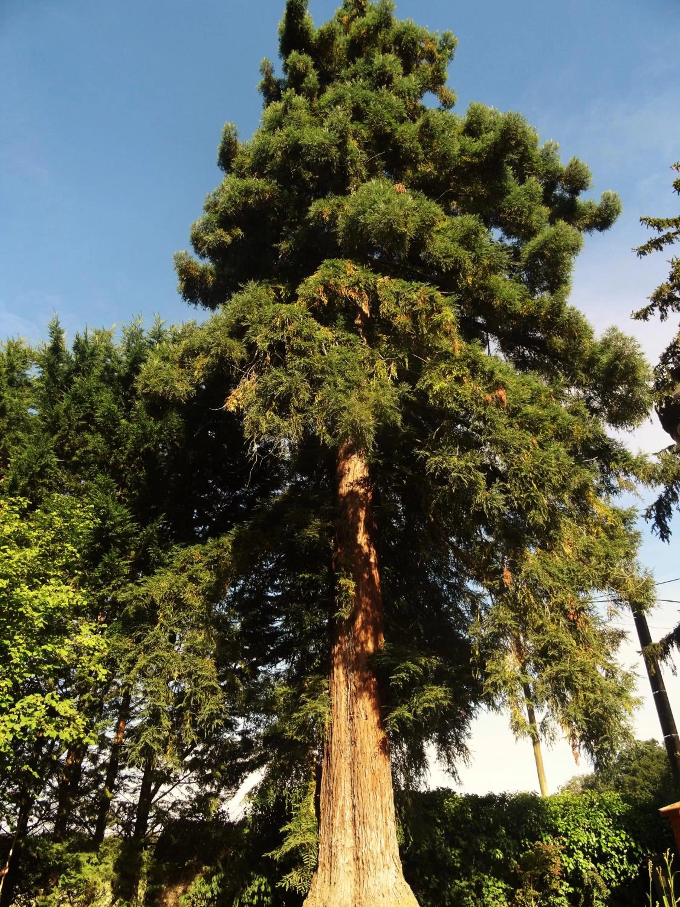 Garden view in Villa La Clef Des Champs