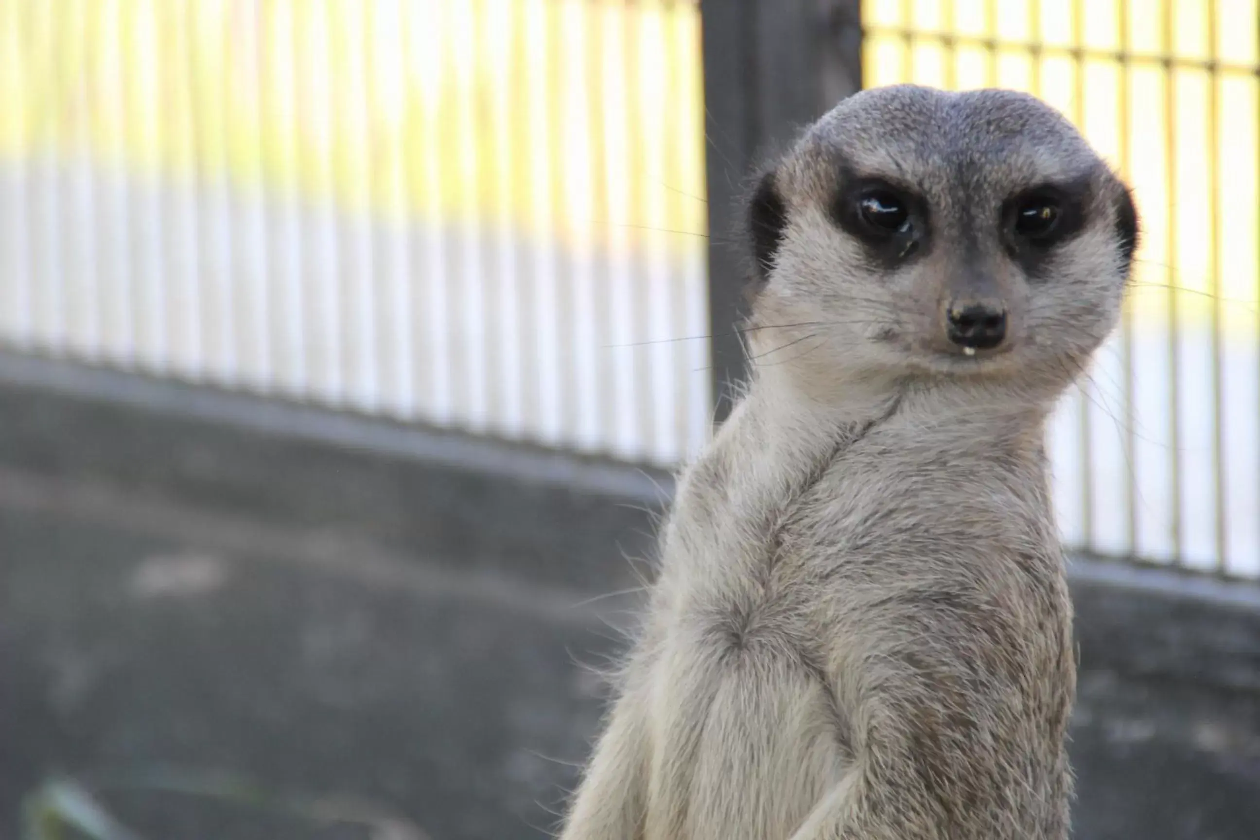 Other, Other Animals in Monte Santa Catarina