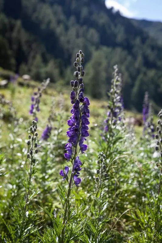 Natural landscape in Pension Fuchs