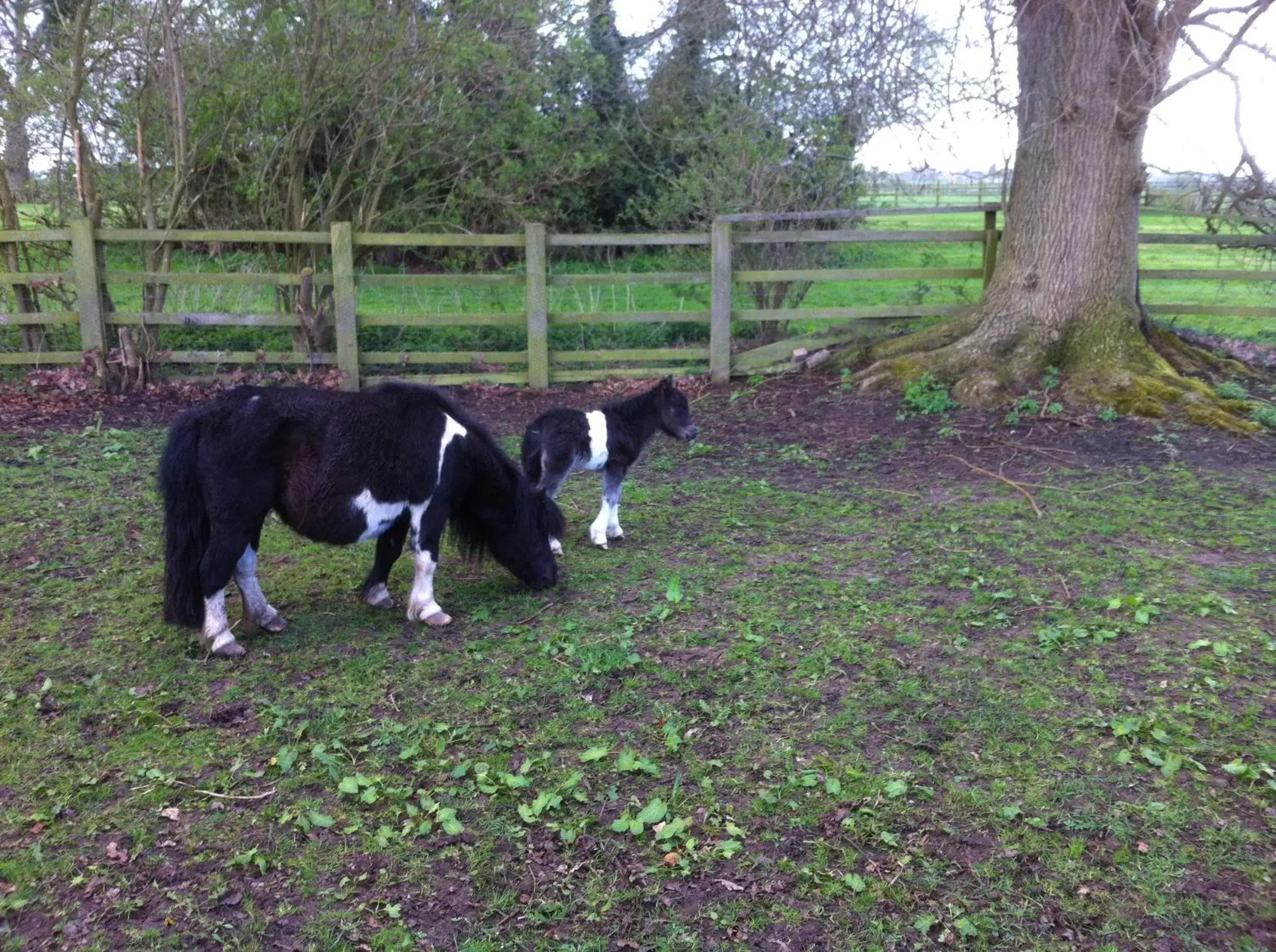 Animals in The Stables - Deer Park Farm