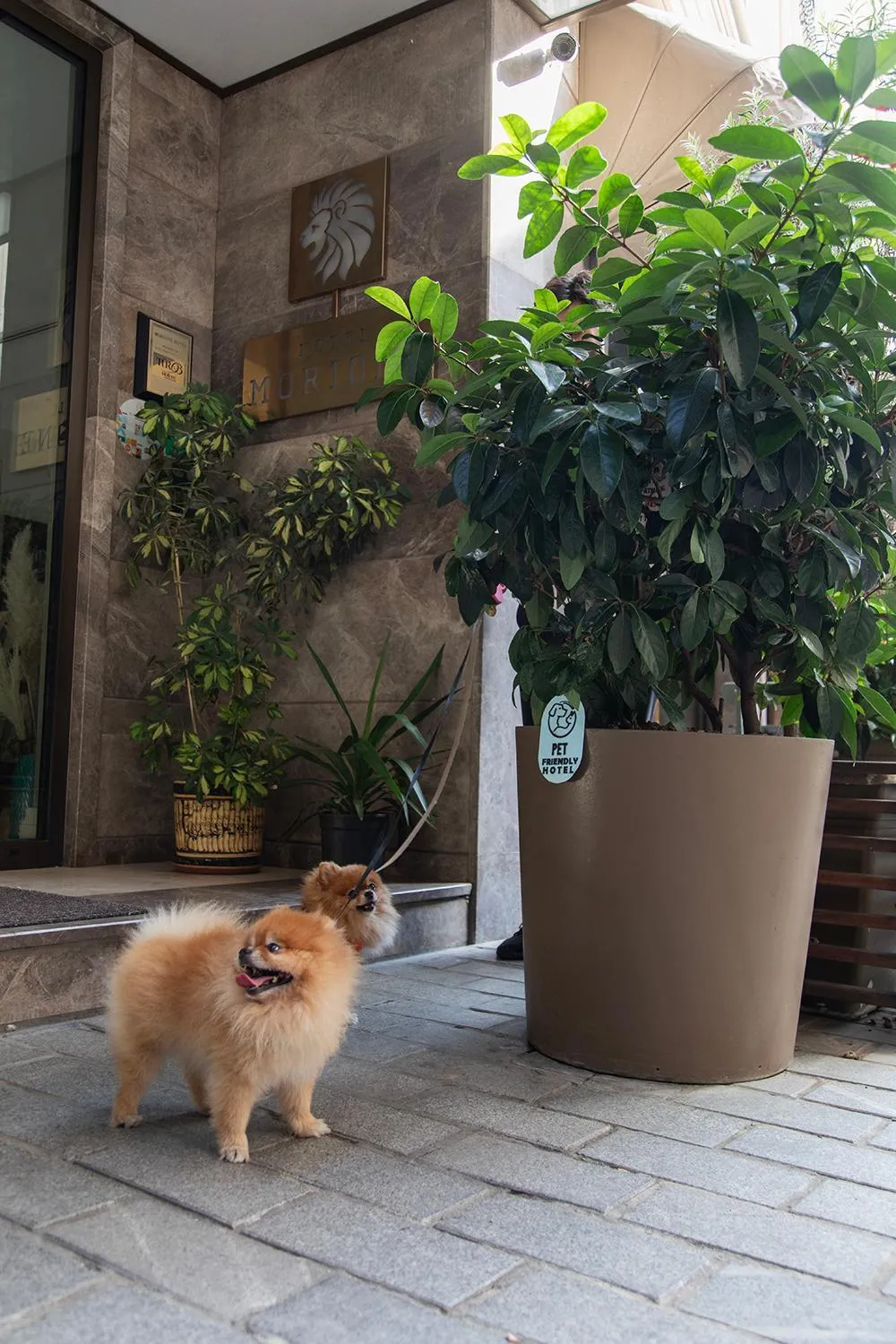 Pets in Hotel Morione & Spa Center