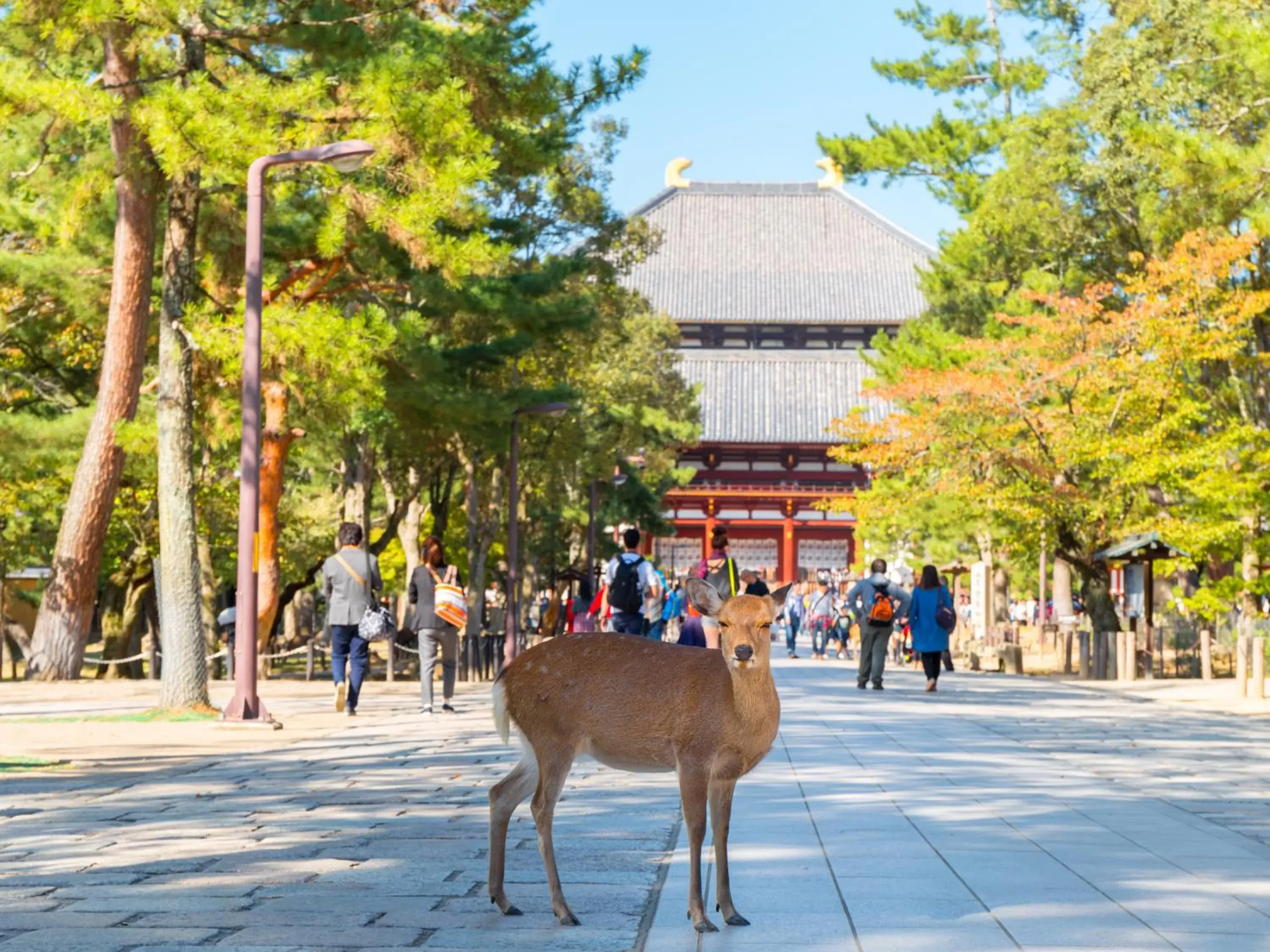 Nearby landmark in Nara Royal Hotel