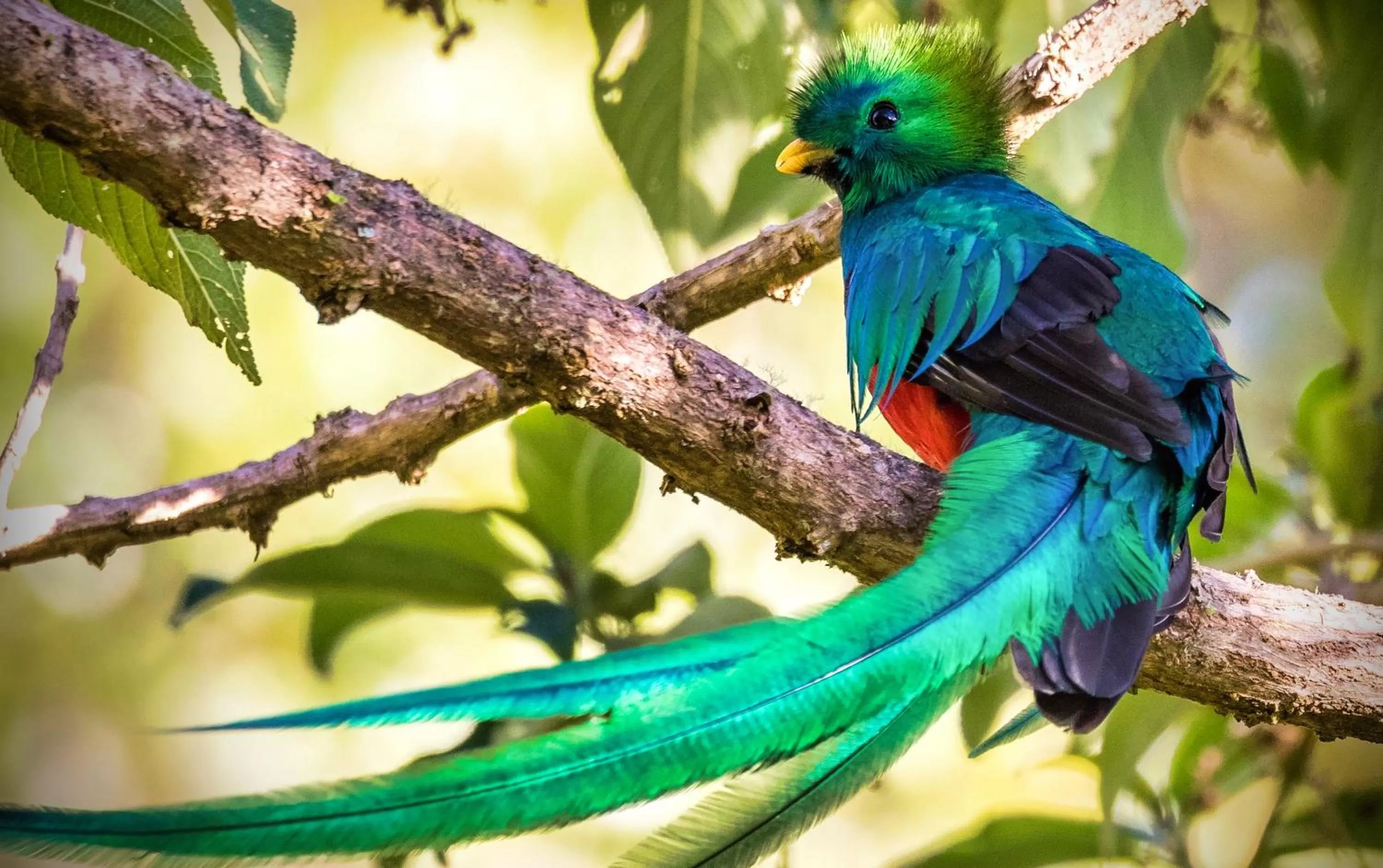 Off site, Other Animals in Boquete Garden Inn