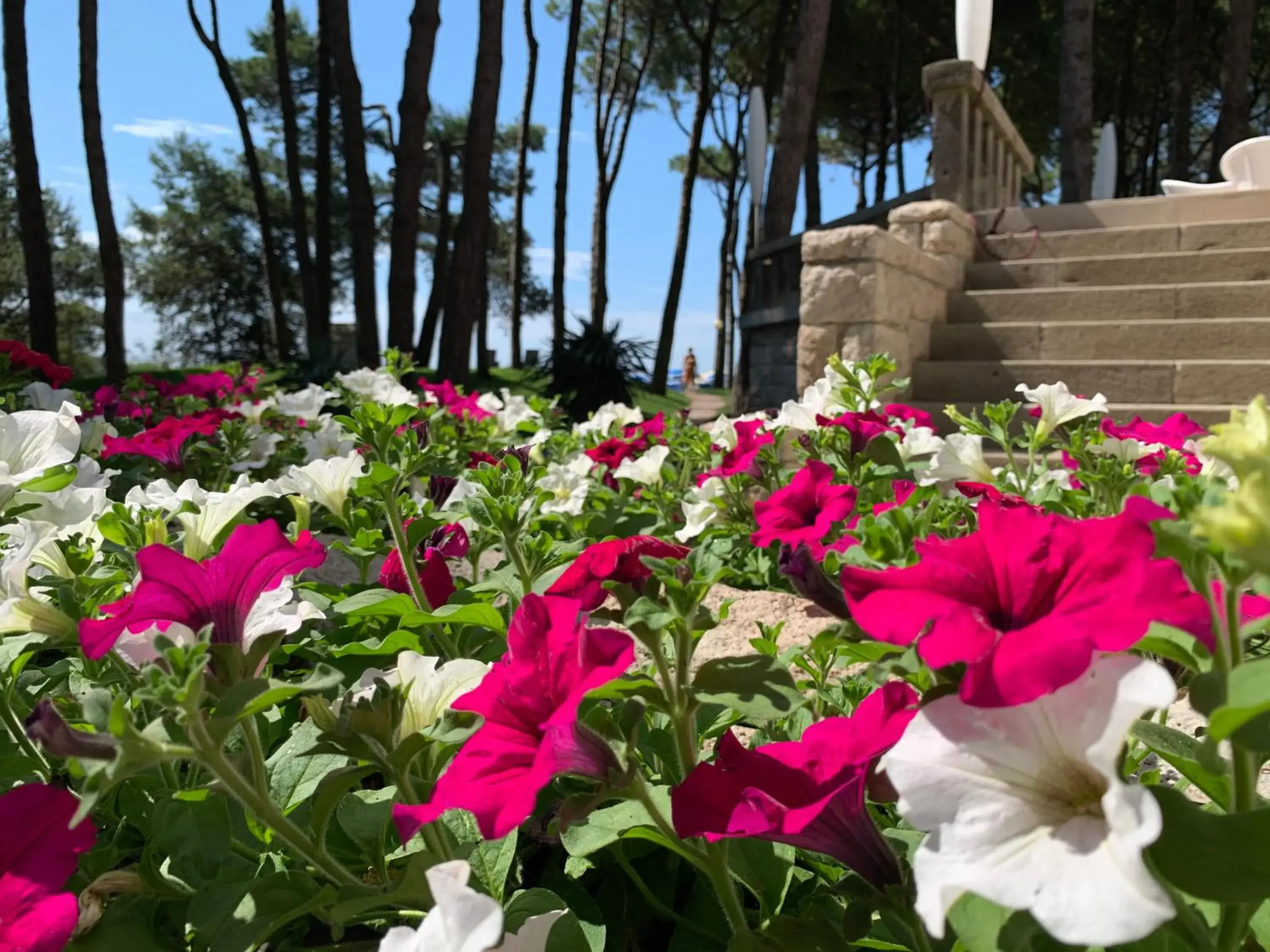 Garden in Hotel Beau Rivage Pineta