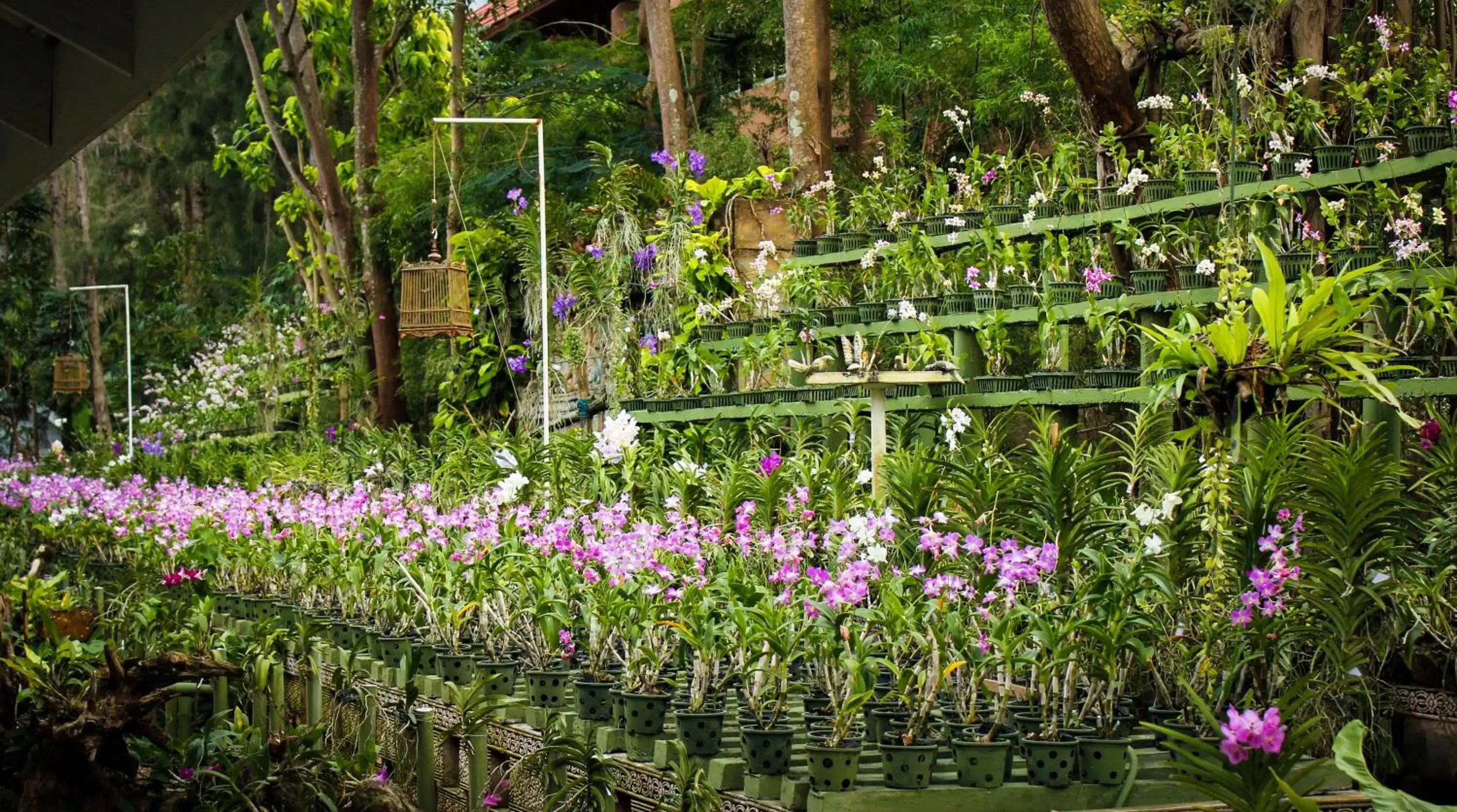 Day, Garden in Thavorn Palm Beach Resort Phuket - SHA Extra Plus