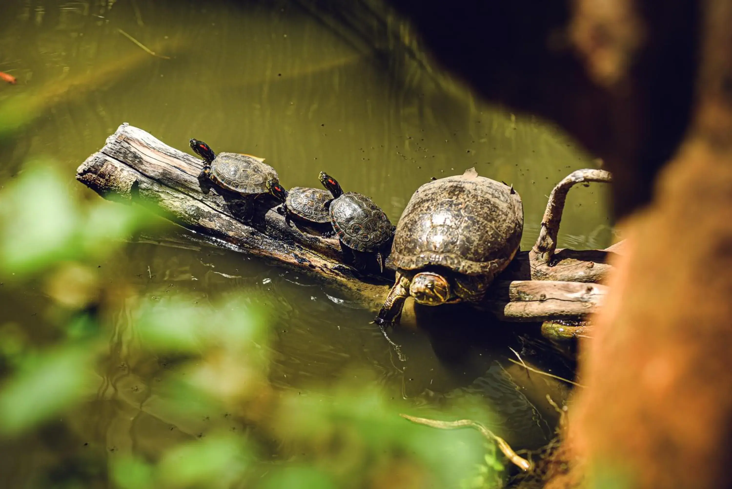 Animals, Other Animals in Hotel Terra Barichara