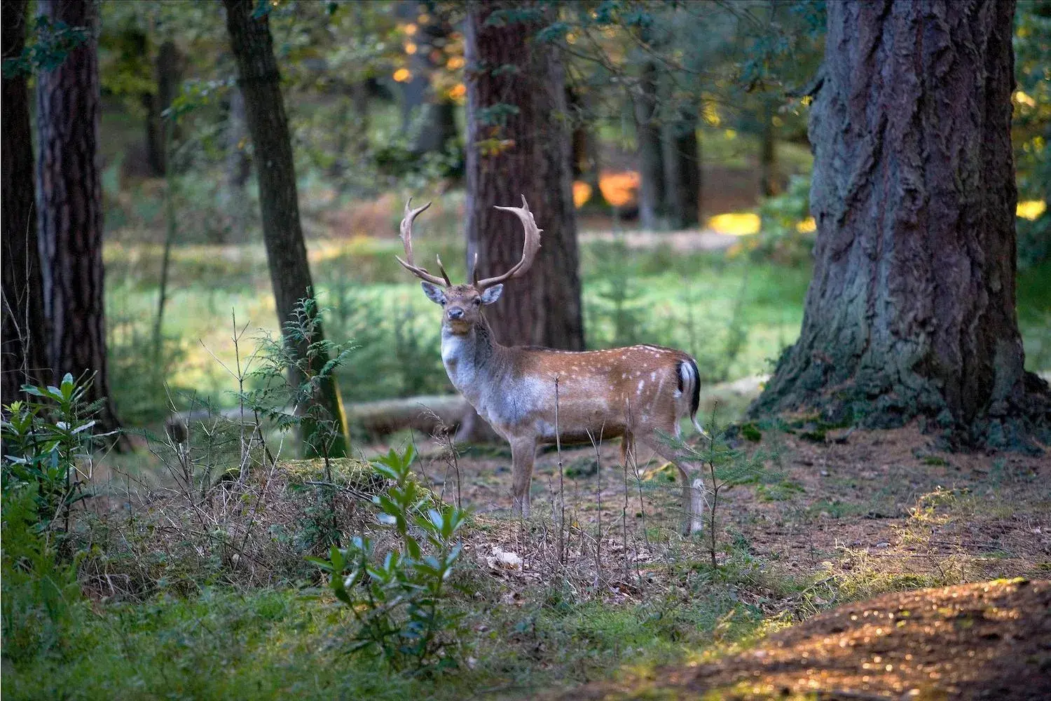 Animals, Other Animals in Balmer Lawn