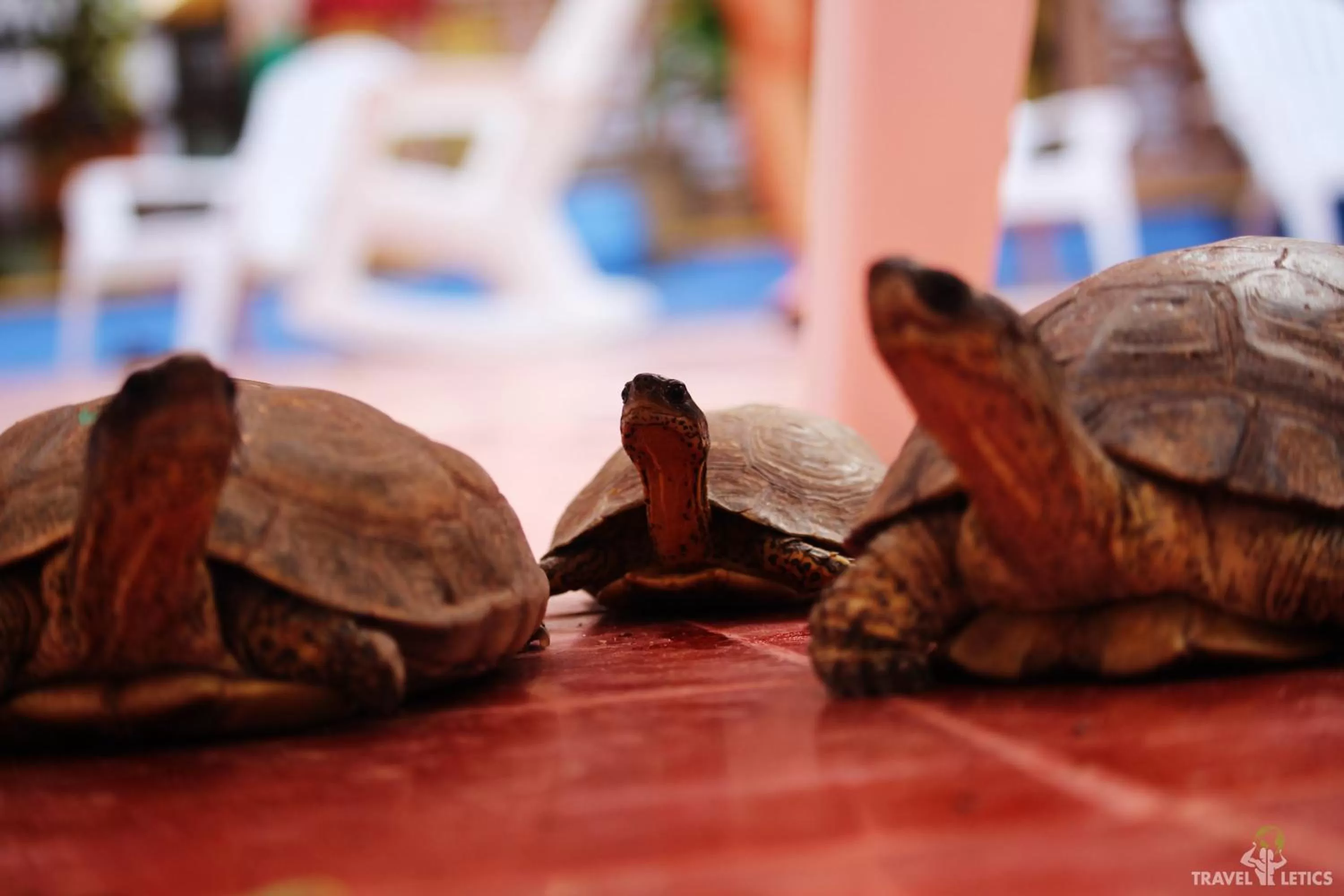 Patio in Hotel Mary Carmen
