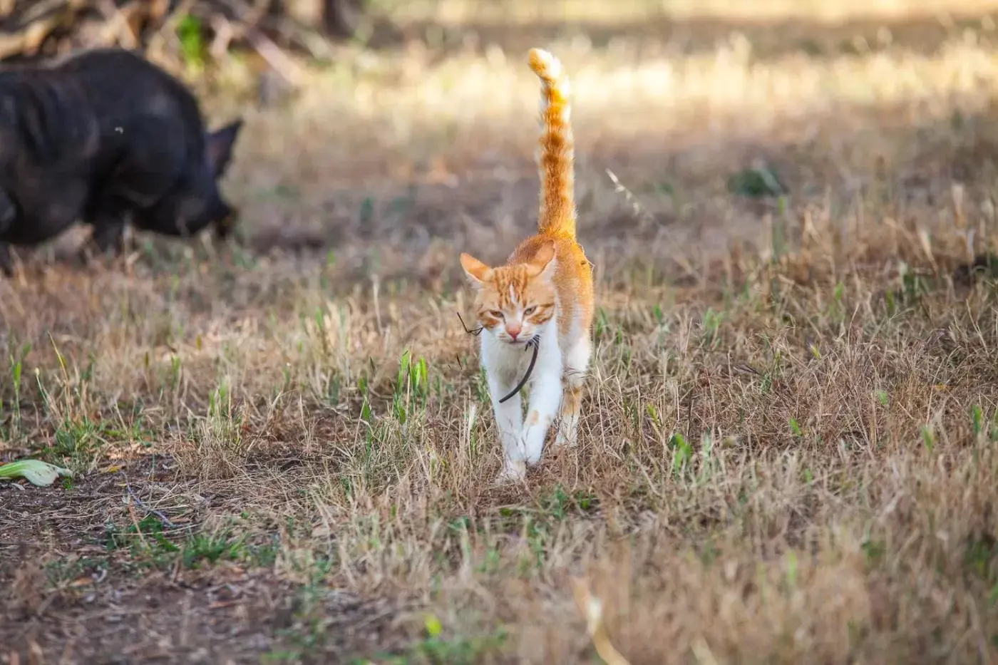 Animals, Other Animals in Il Gallo Con Gli Stivali