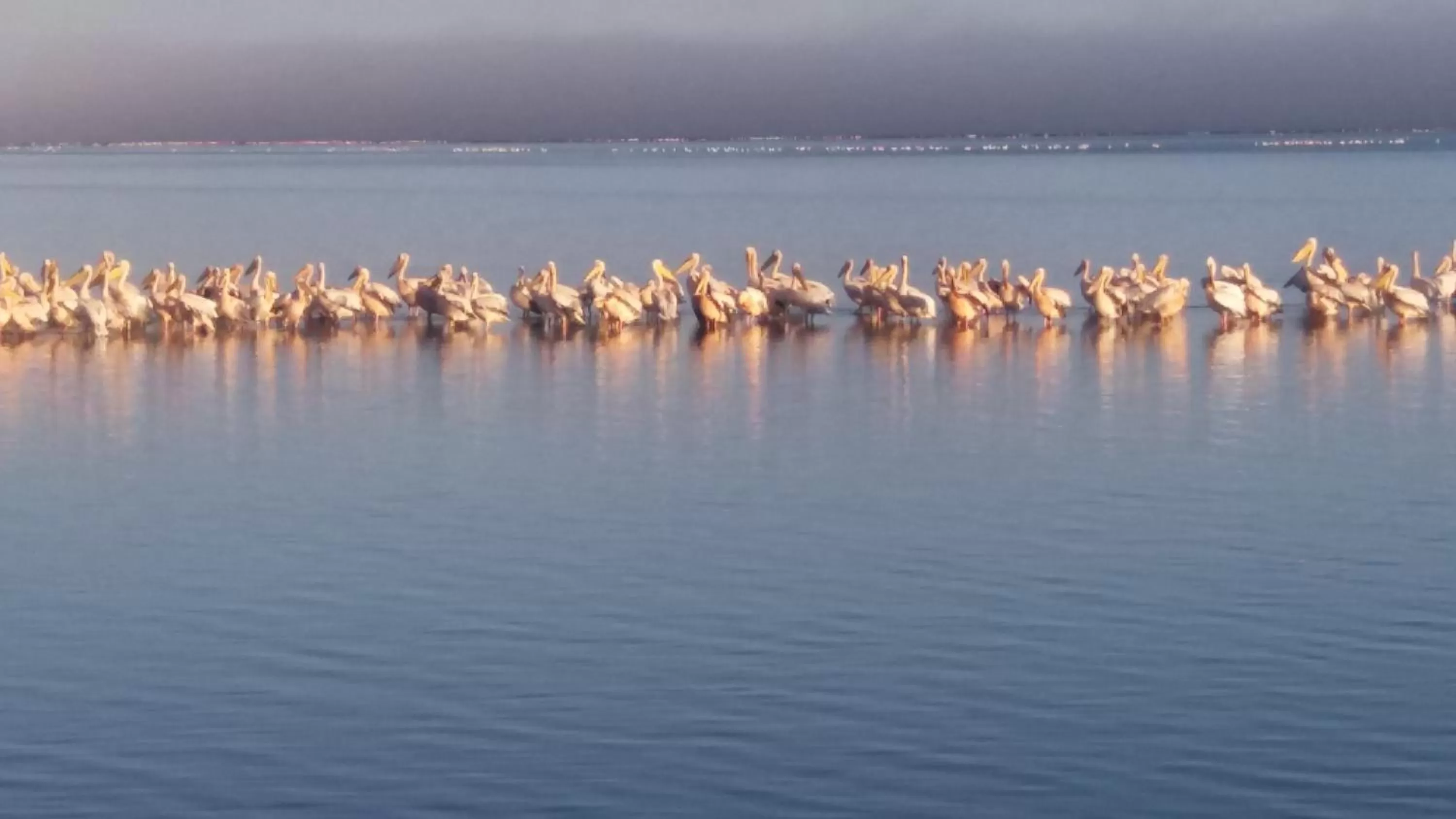 Other Animals in Haus Schaaf b&b