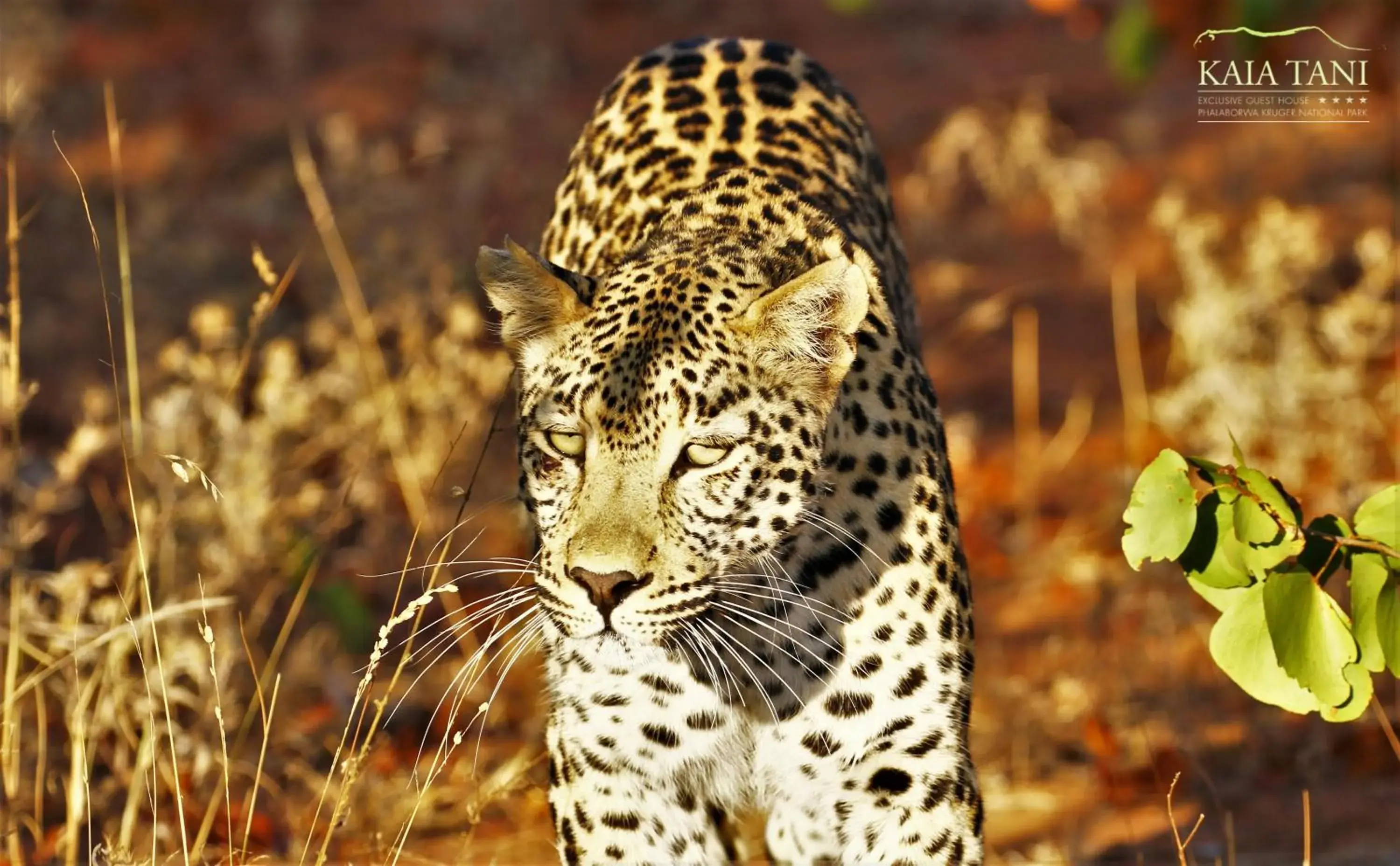 Animals in Kaia Tani