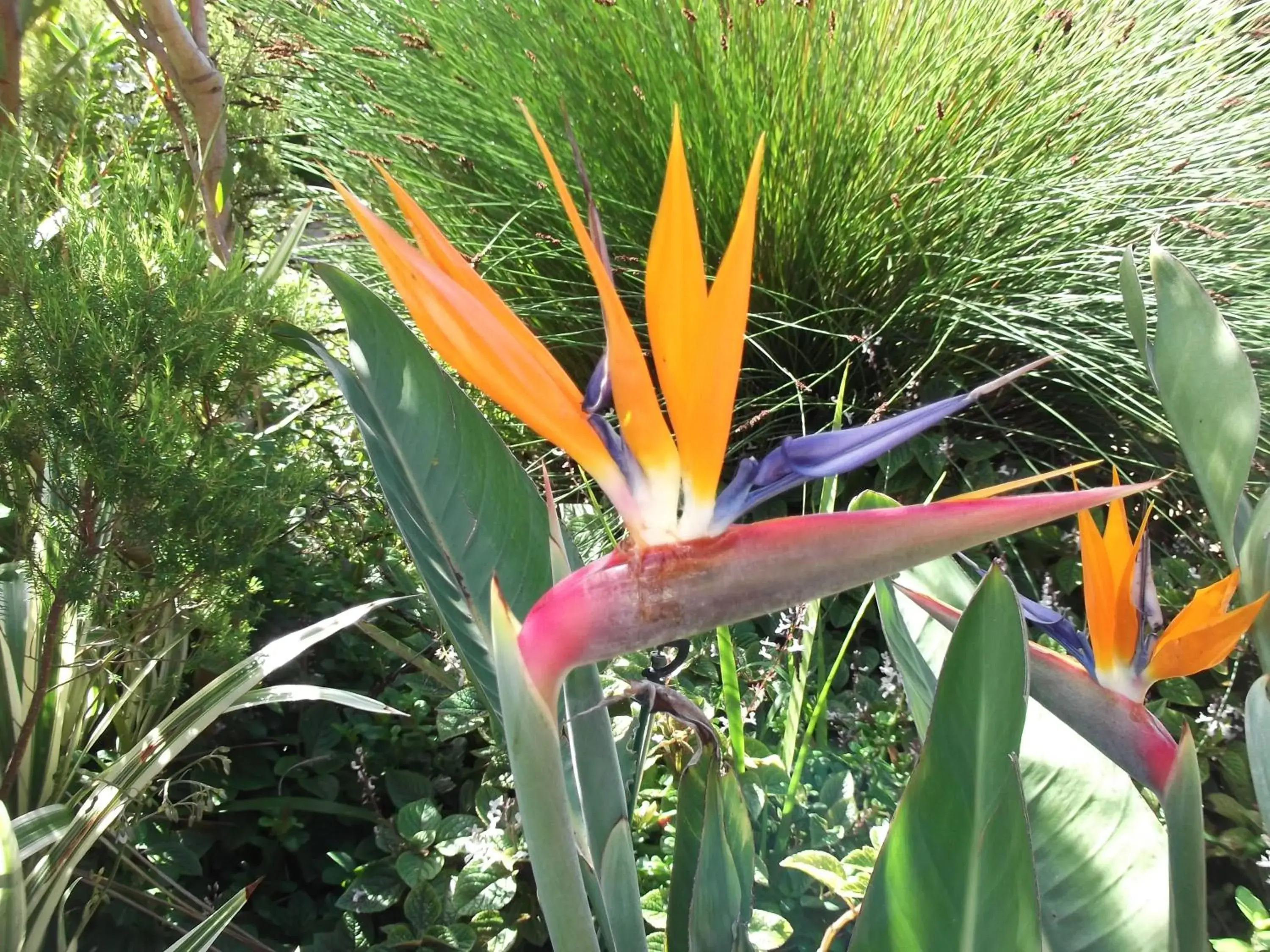 Garden in House on Westcliff