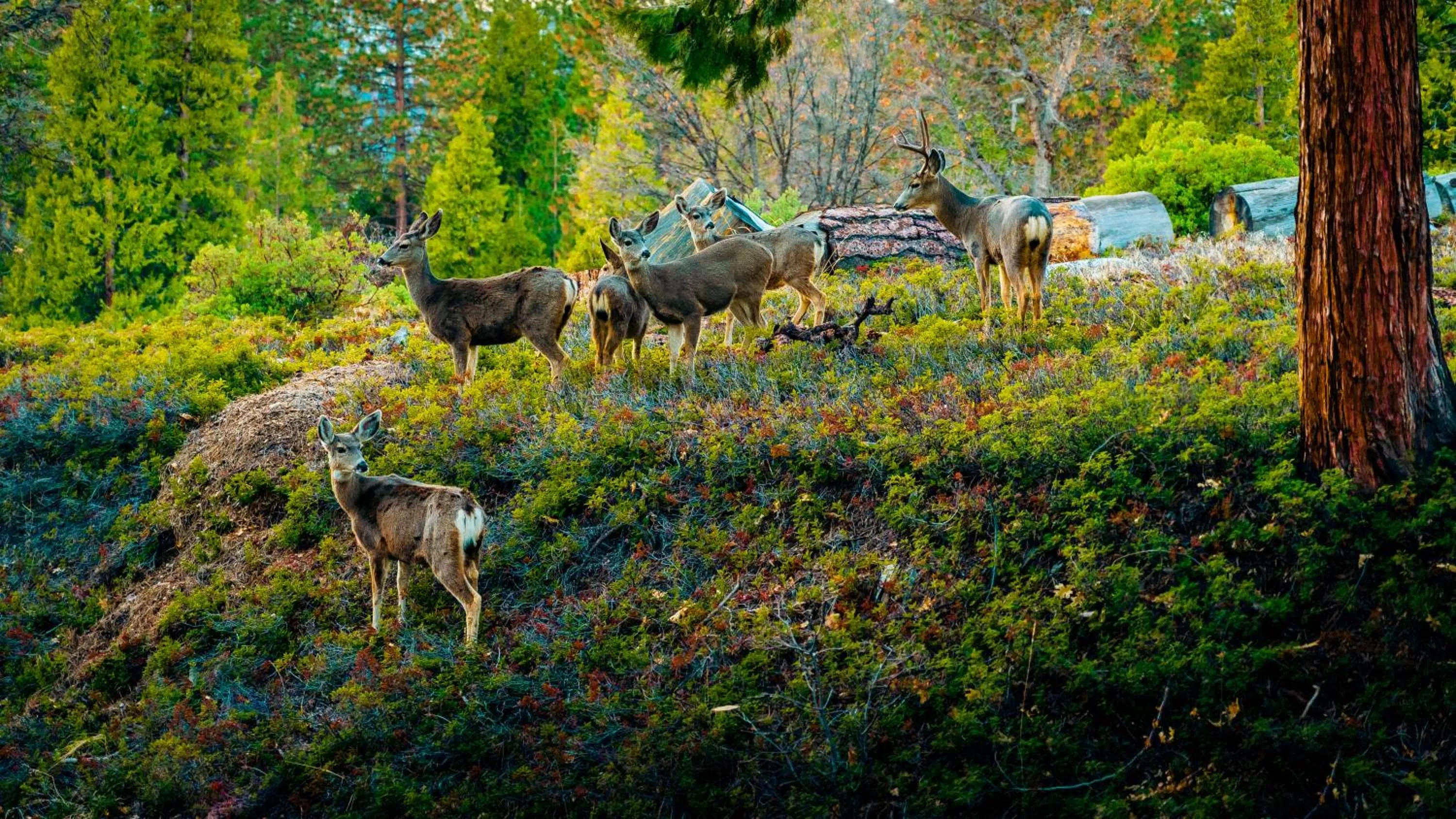 Nearby landmark in Genas's Sierra Inn & Restaurant