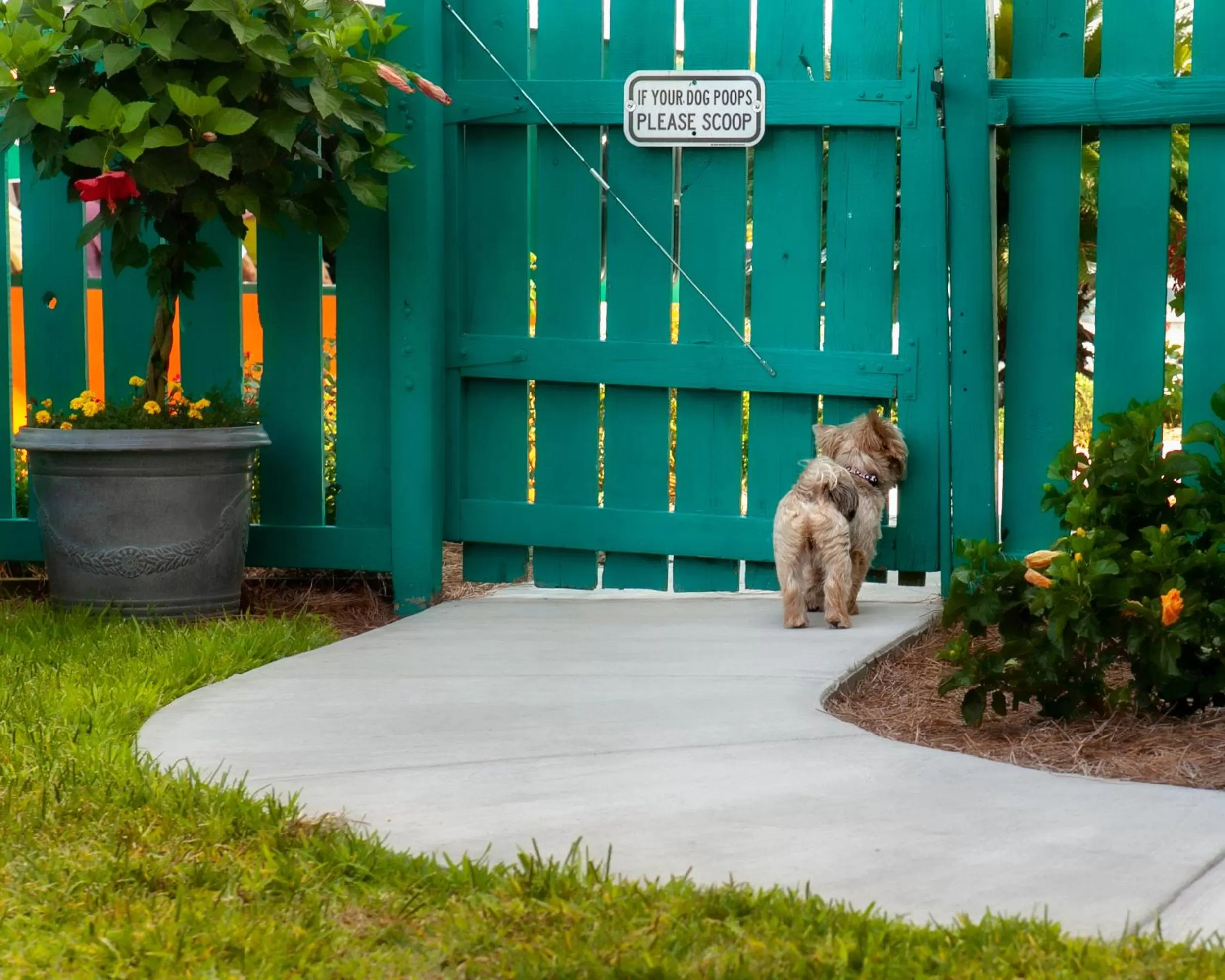Pets in The Thunderbird Inn