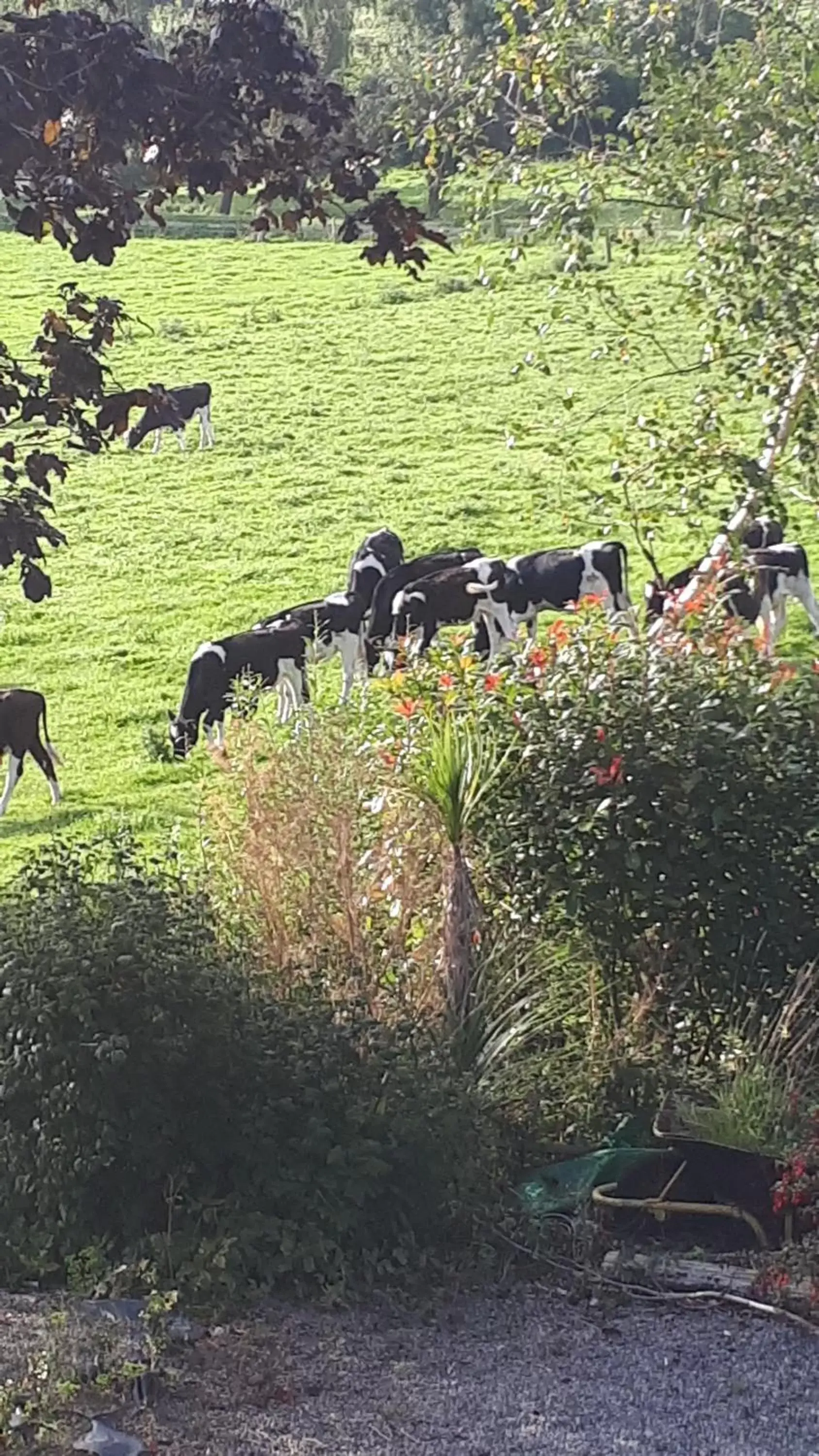 Garden view, Other Animals in Annaswood B&B