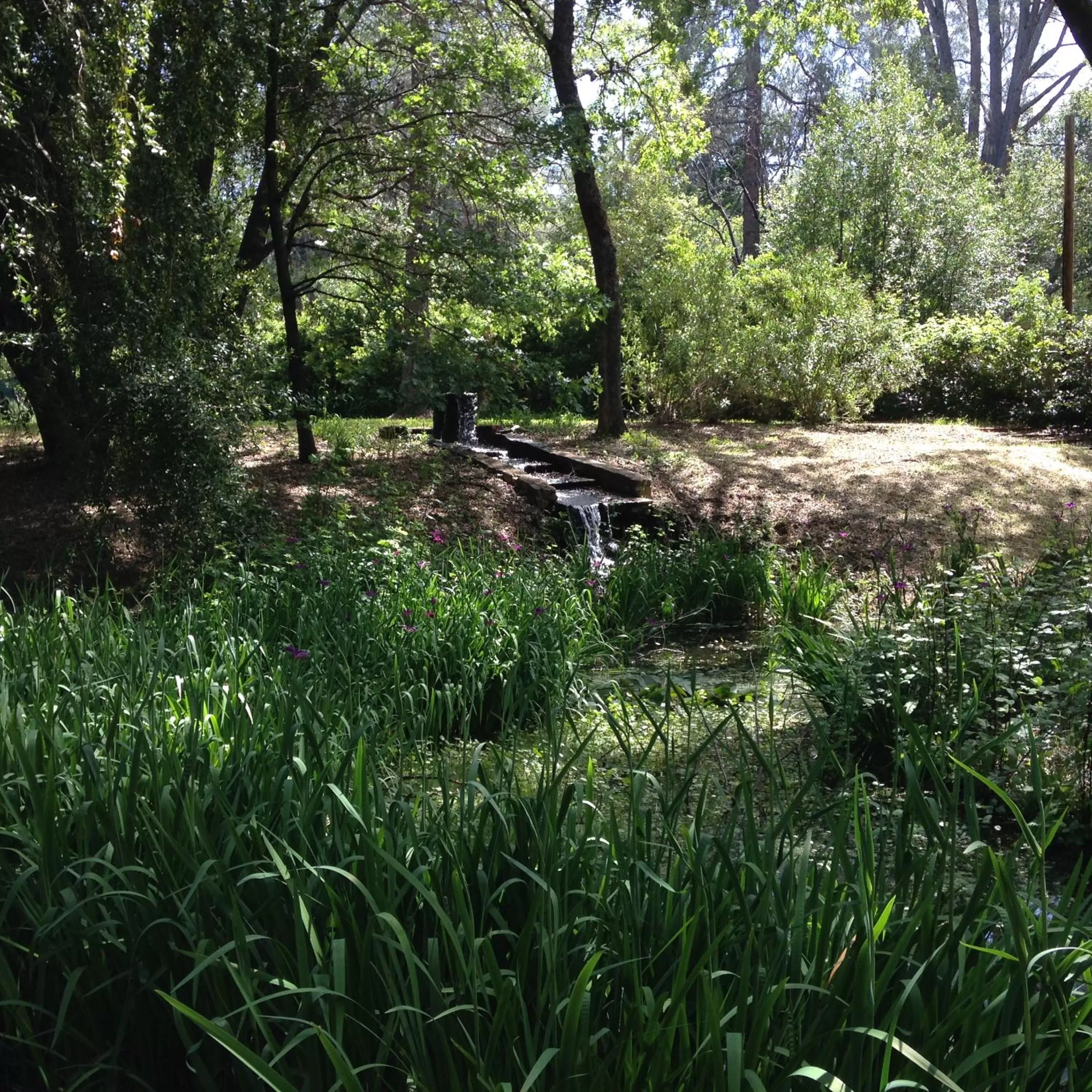 Backyard Garden Oasis