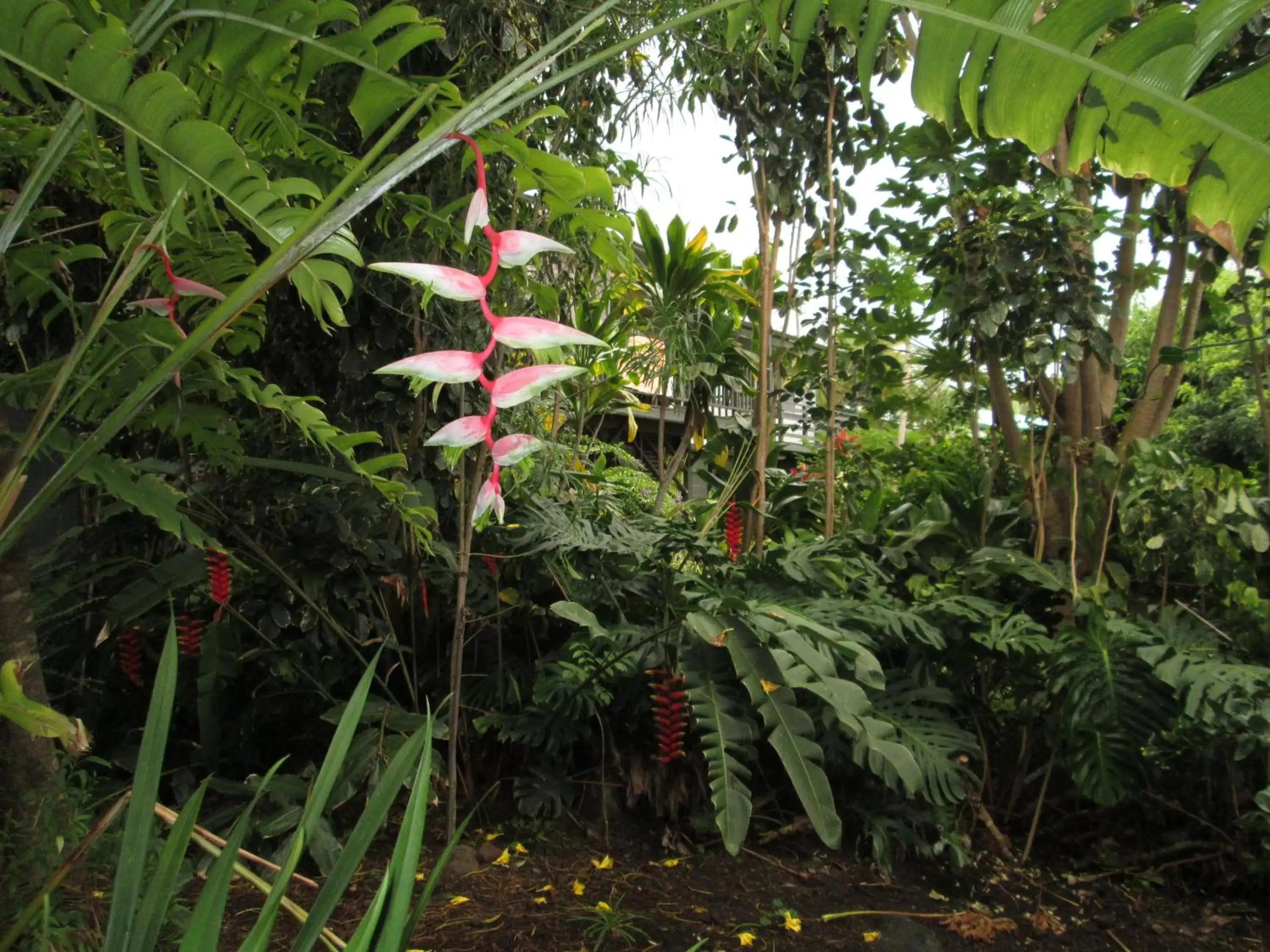 Garden in Hale-Hoola B & B