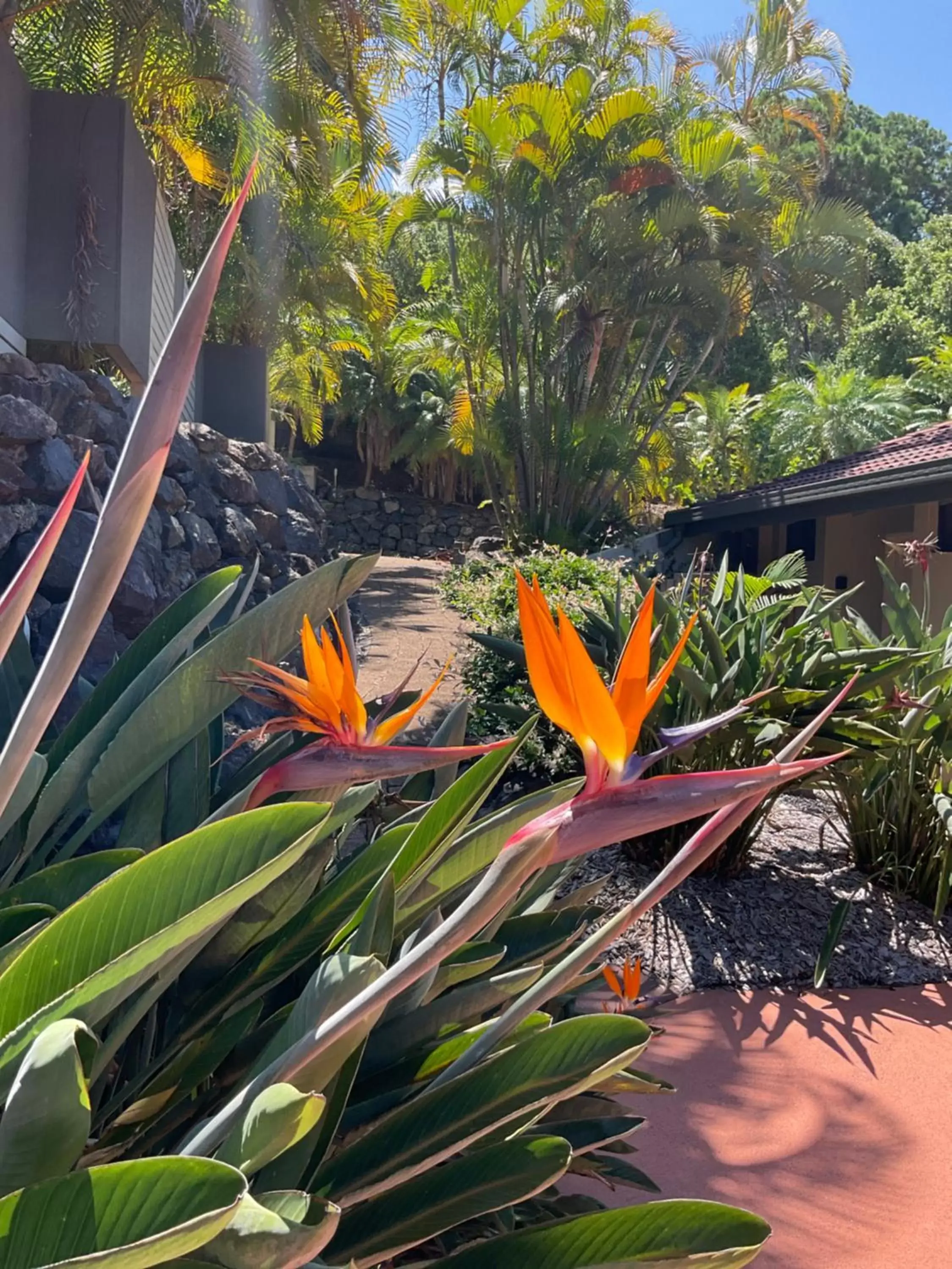 Garden in Private Suite Nautilus Beach Front Resort