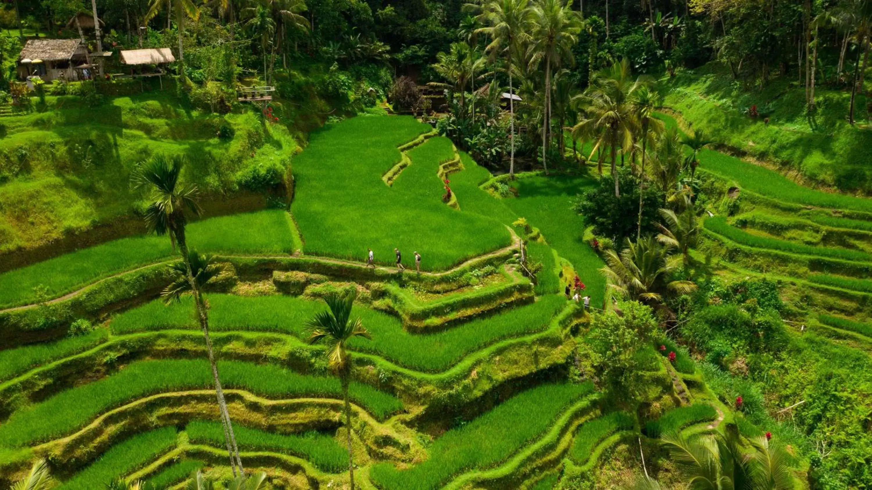 Location, Bird's-eye View in Alila Ubud