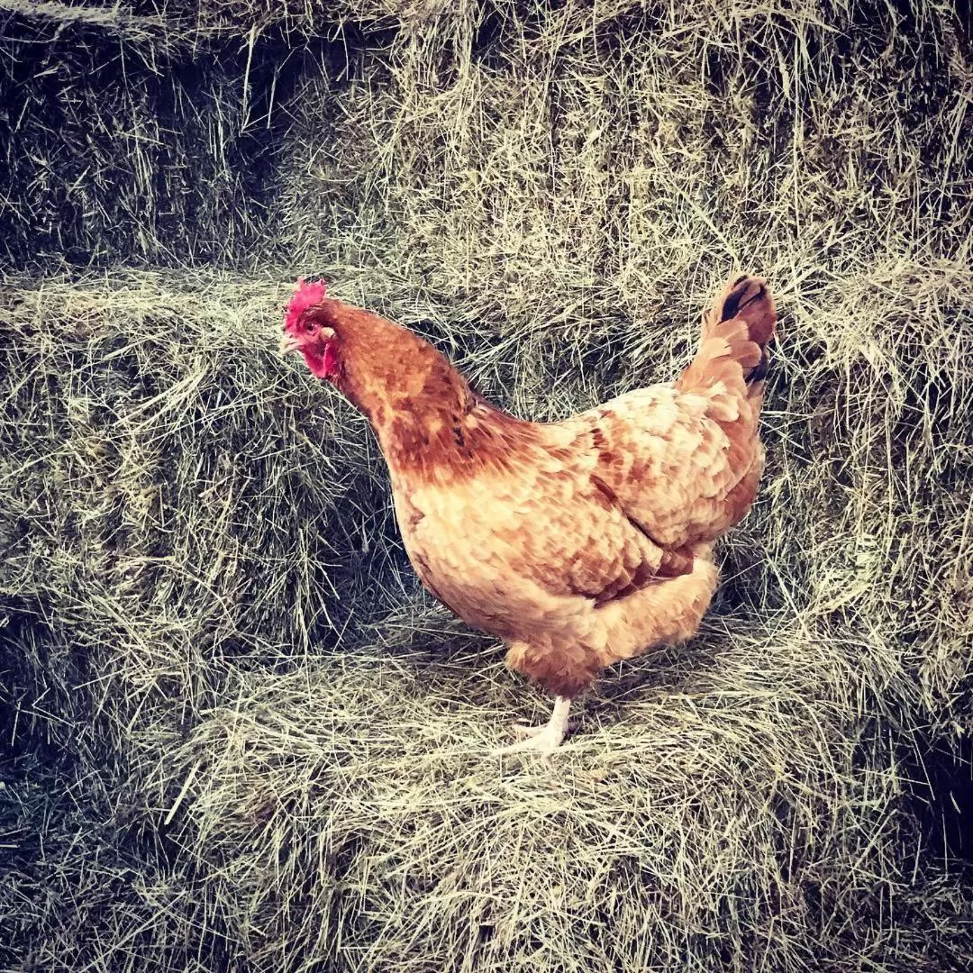 Animals in The Angel Inn Hotel