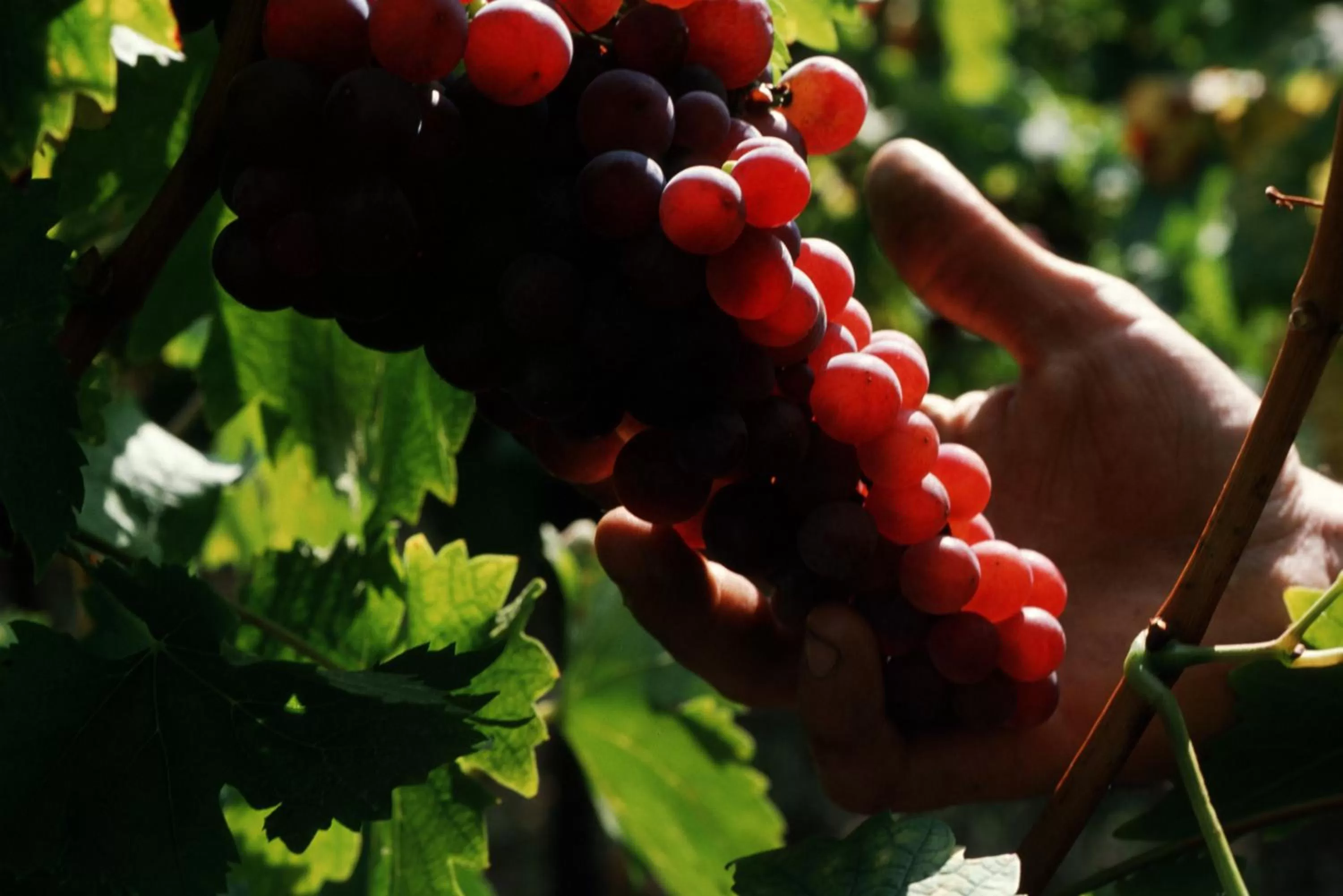 Activities in Résidence des Châteaux