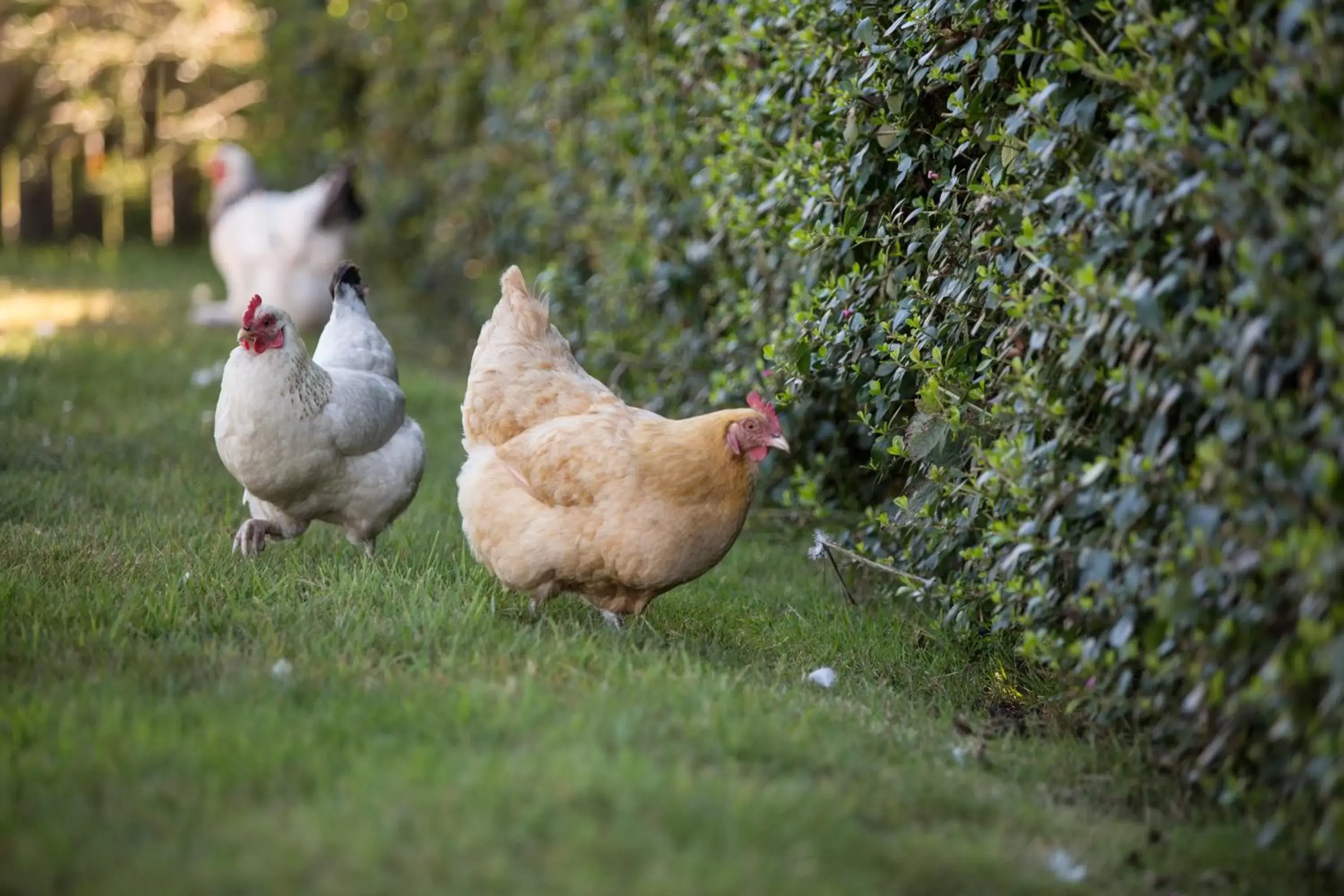 Animals, Pets in Sheltered Nook On Tillamook Bay