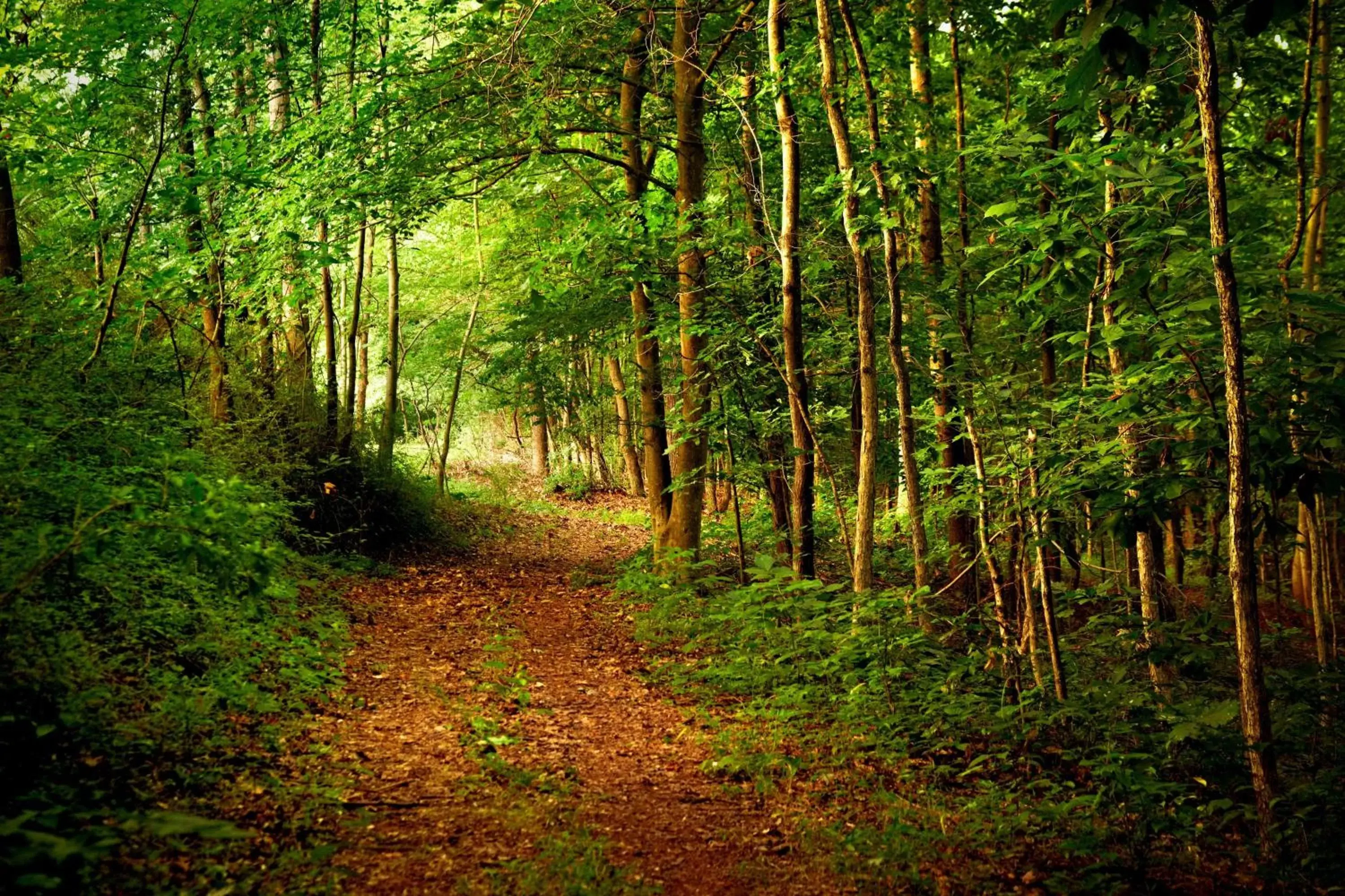 Other, Natural Landscape in Westfields Marriott Washington Dulles