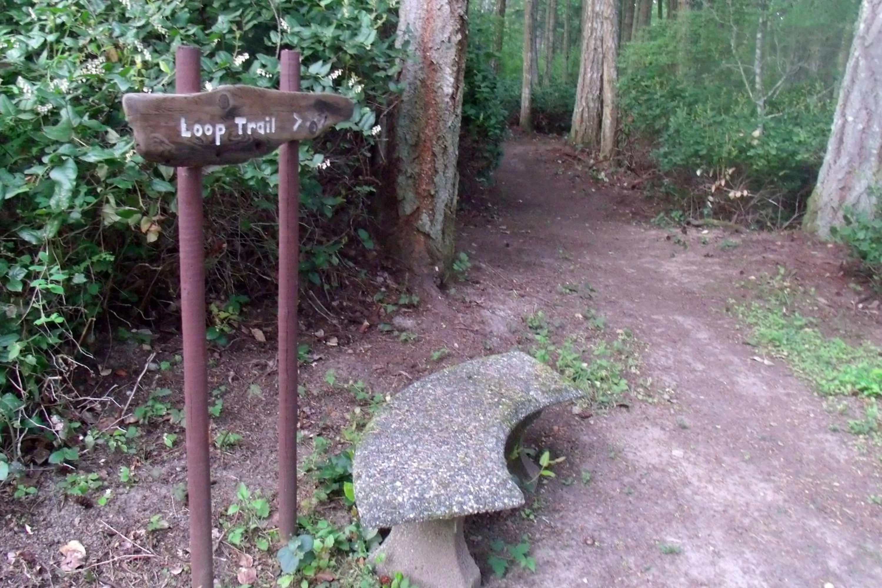 Hiking in Inn to the Woods