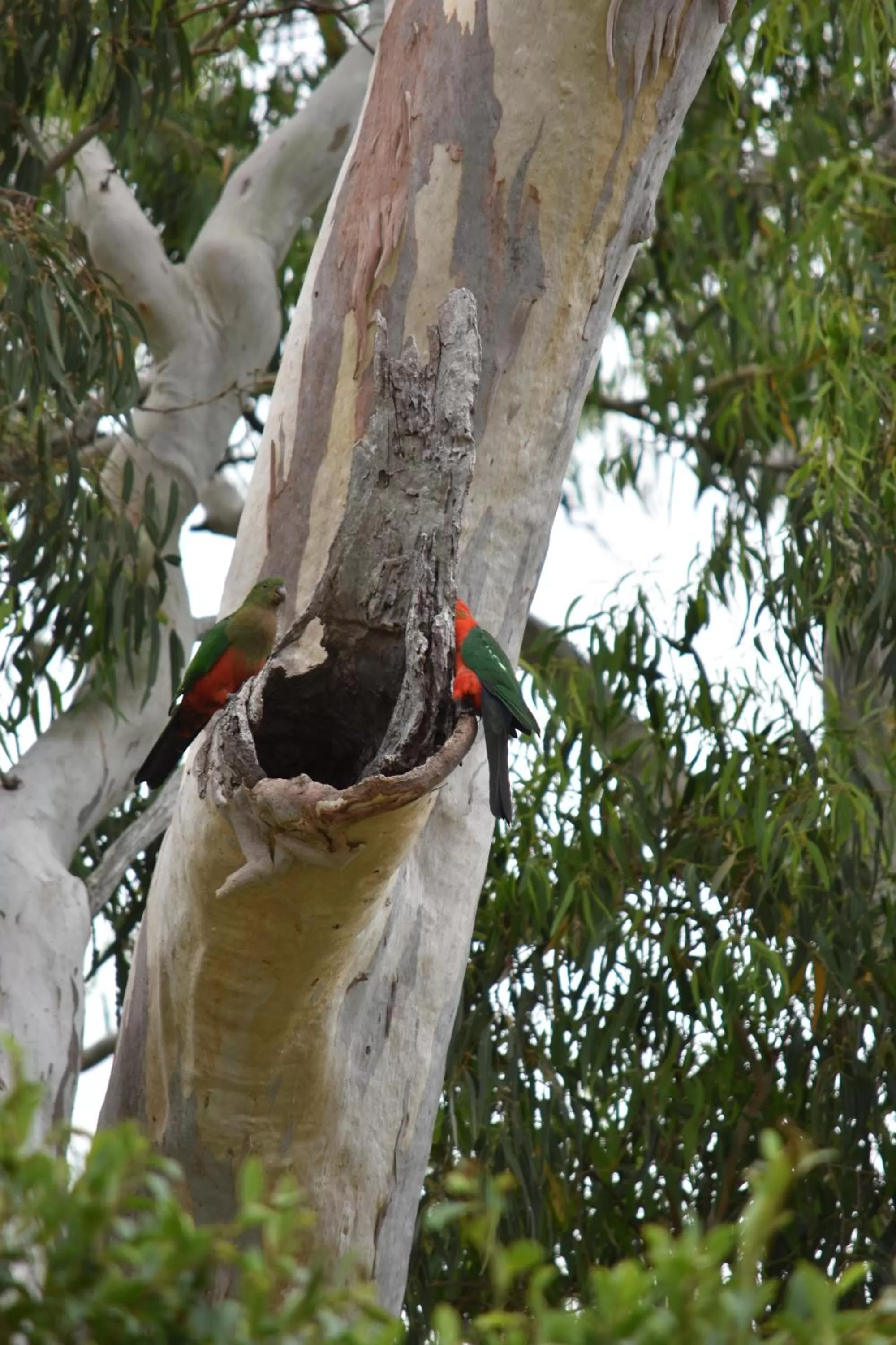 Animals in Mapleton Springs
