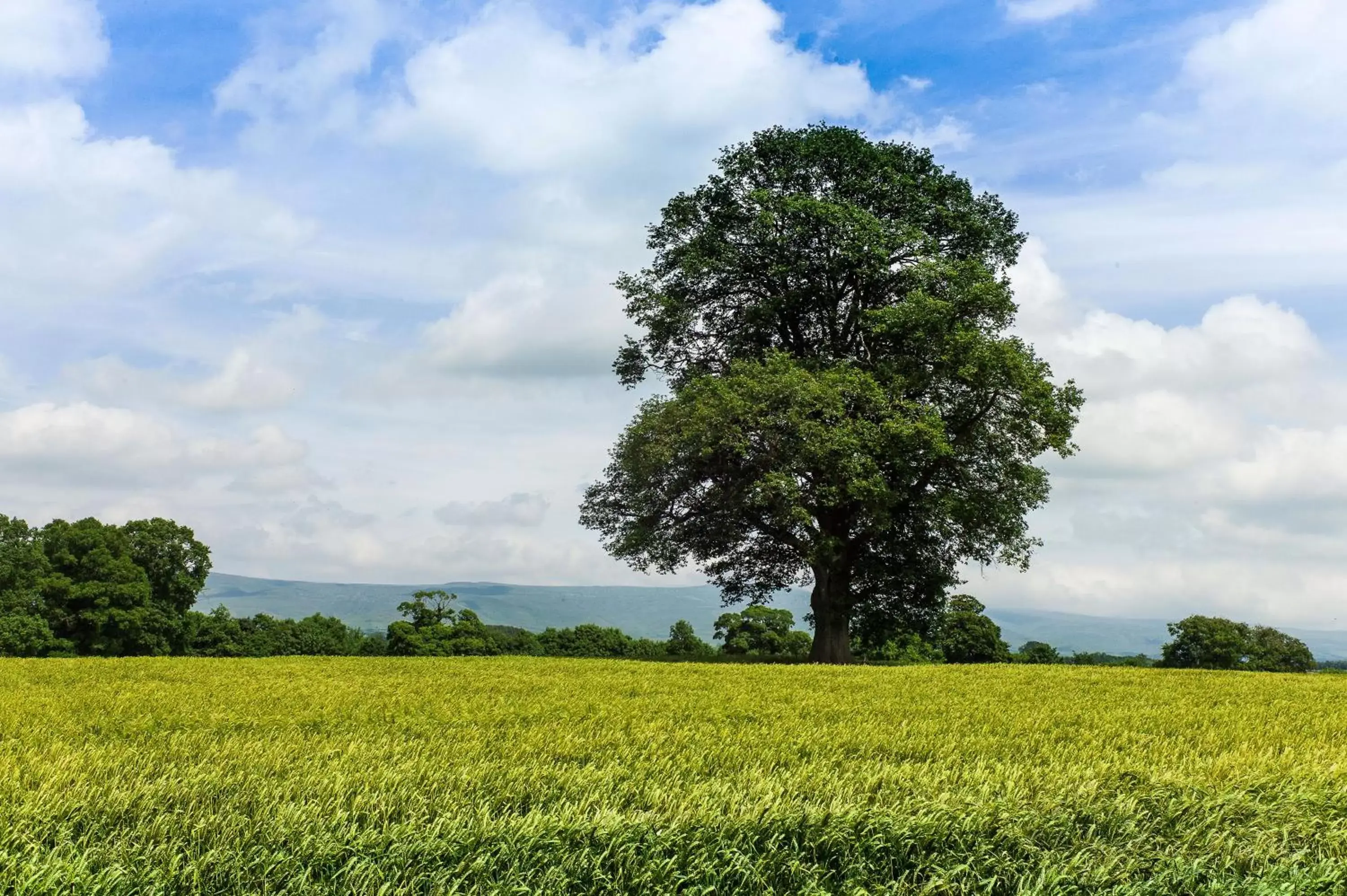 Natural landscape in Edenhall Country Hotel