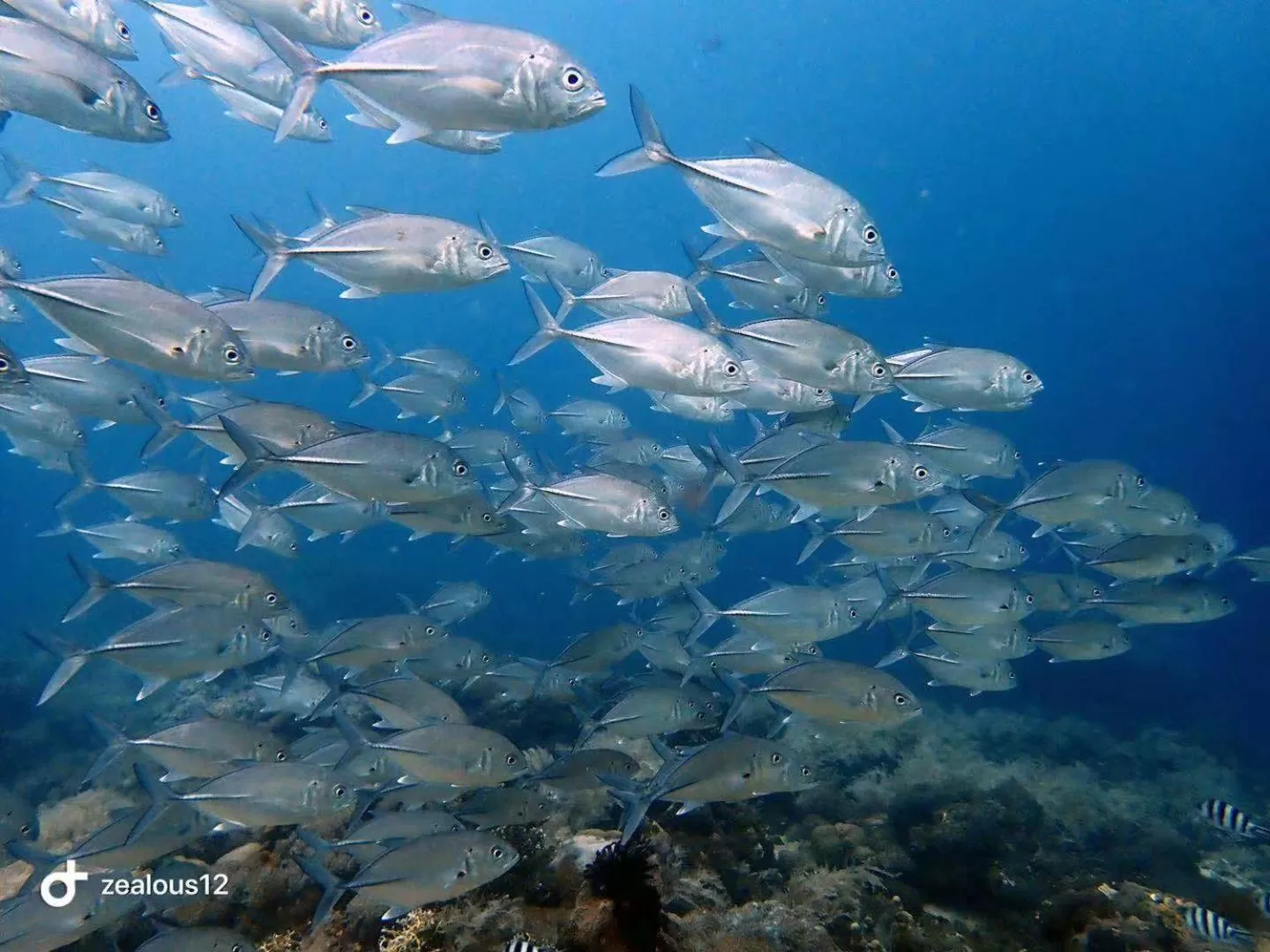 Diving in Sugarsea Inn & Dive shop