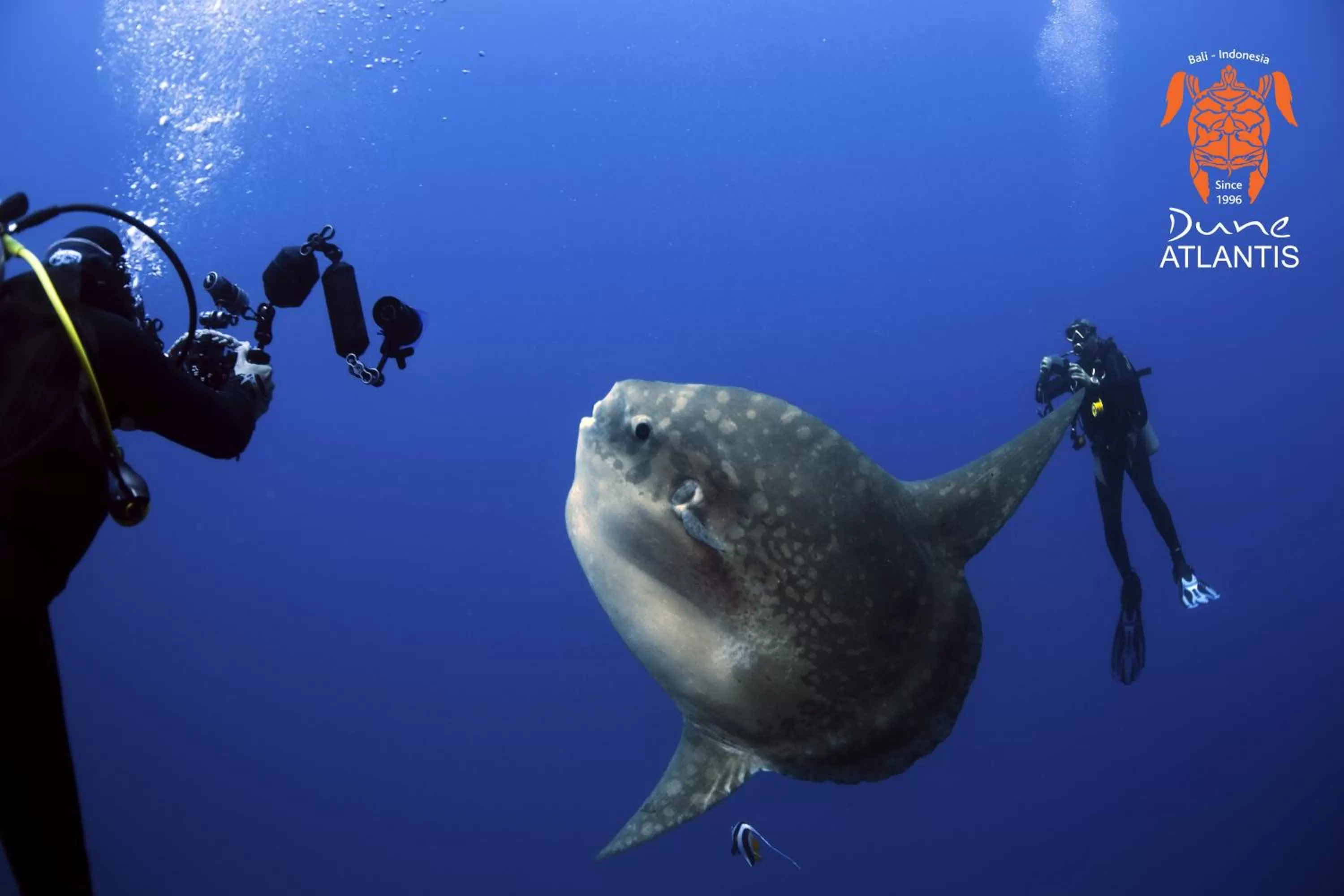 Diving in Sativa Sanur Cottages