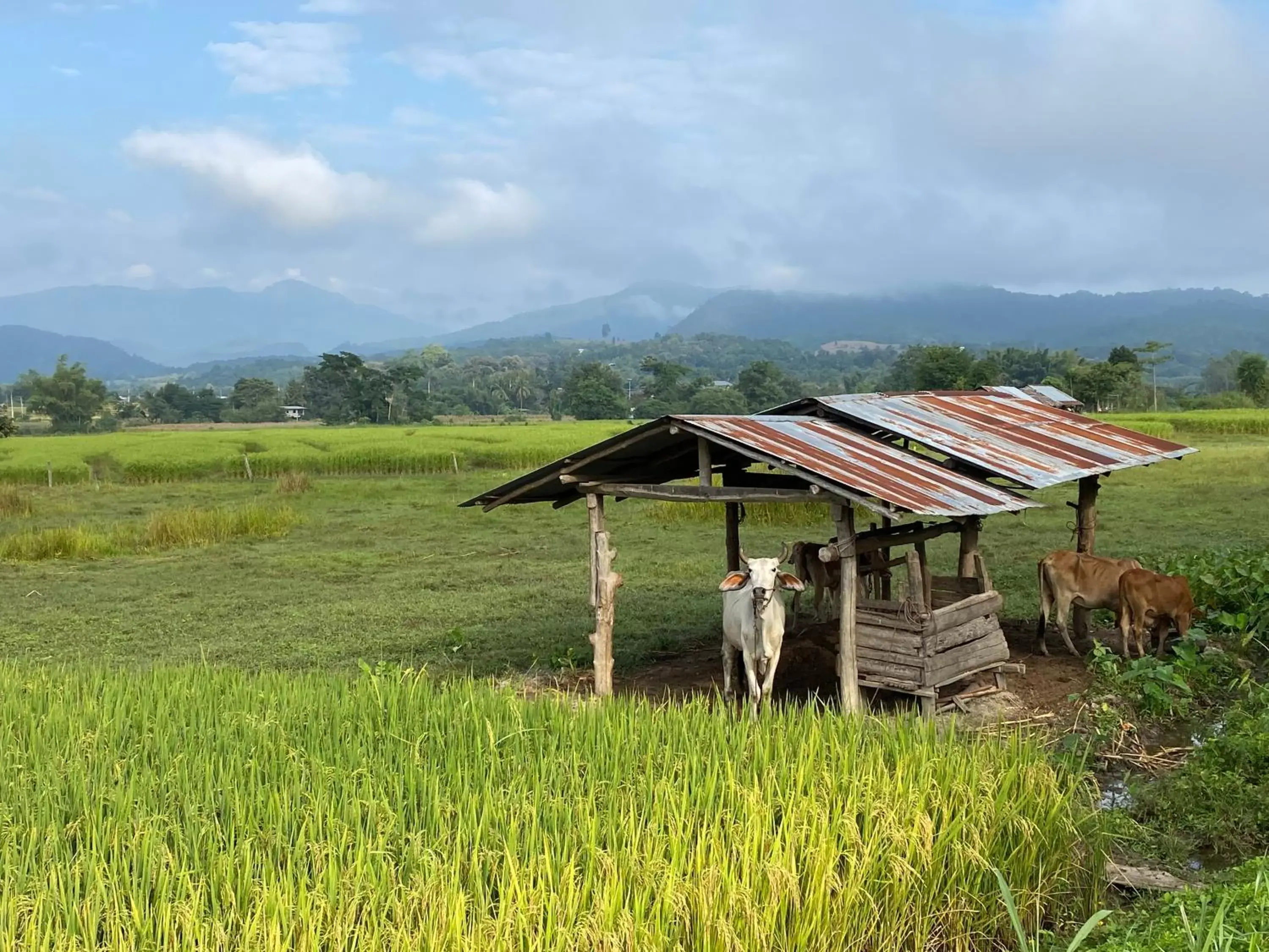 Natural landscape, Other Animals in Pura Vida Pai Resort