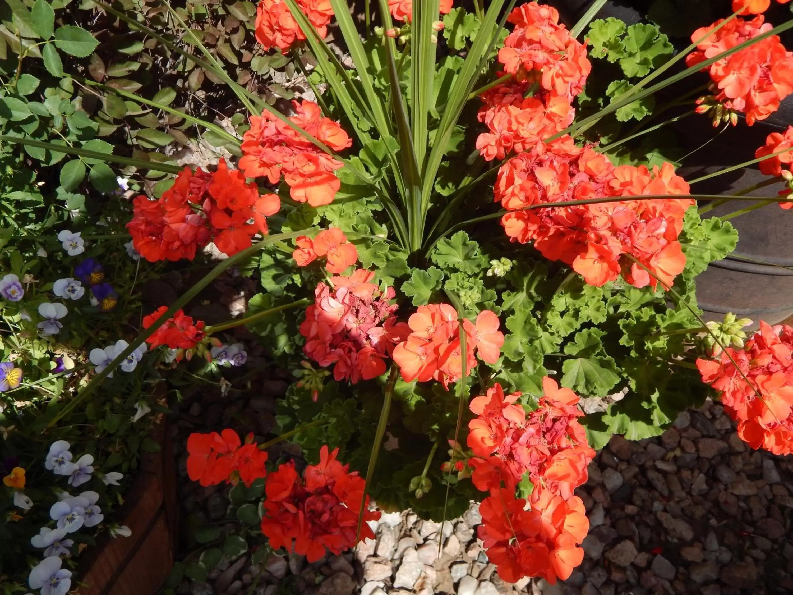 Garden in Alpine Inn