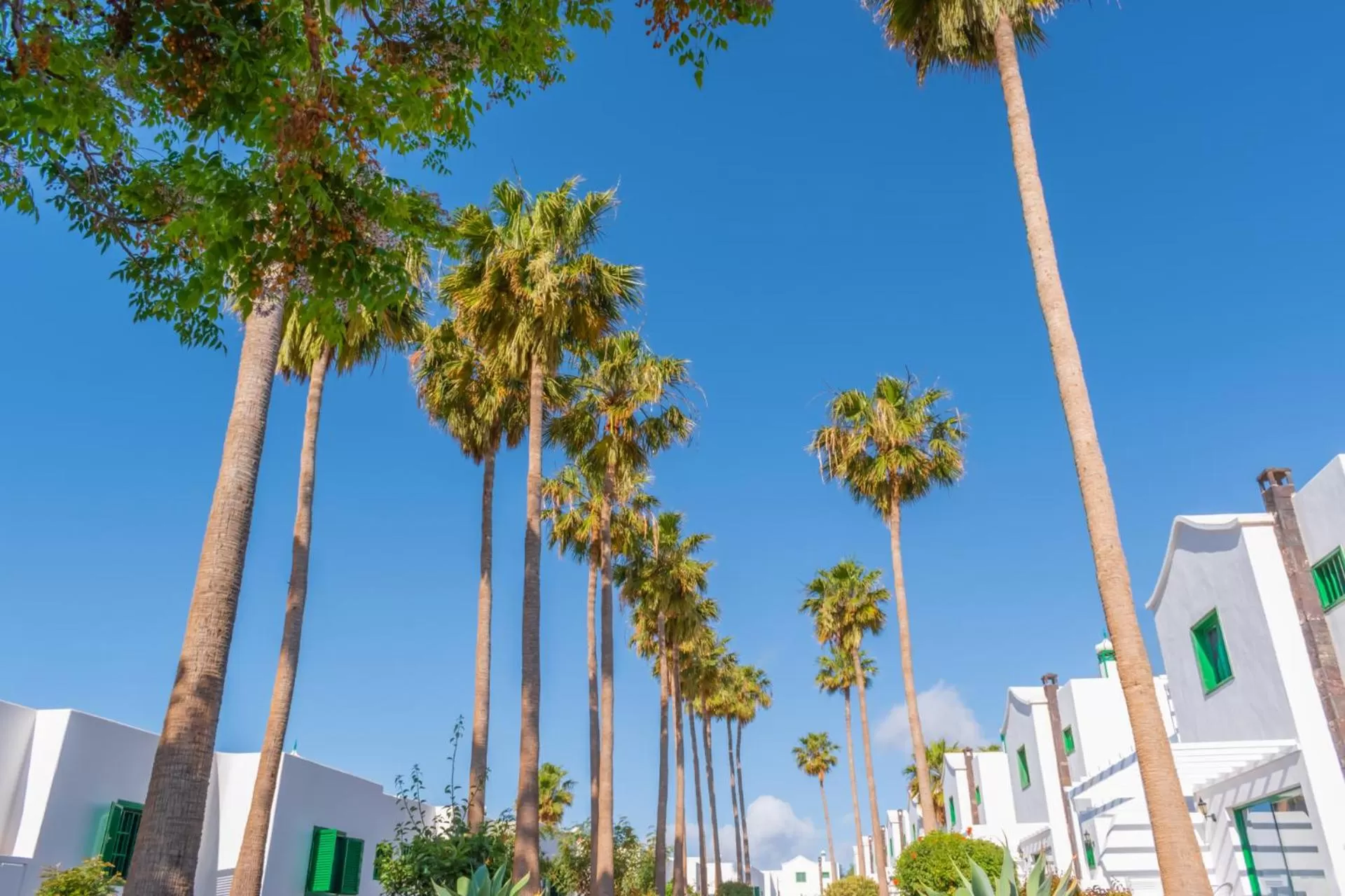 Garden in Hyde Park Lane