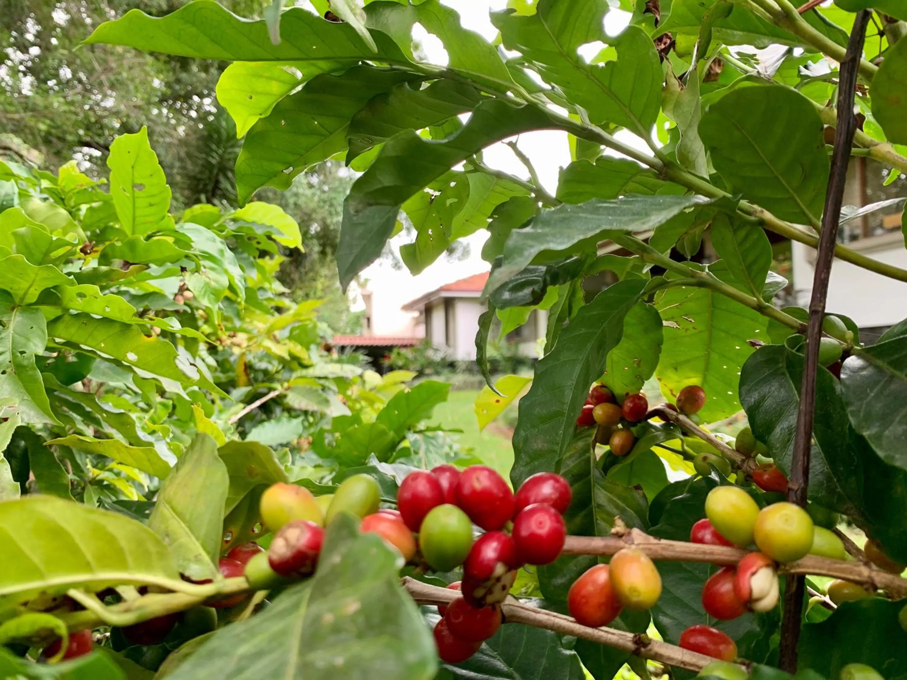 Garden in Terrazas de Golf Boutique Hotel