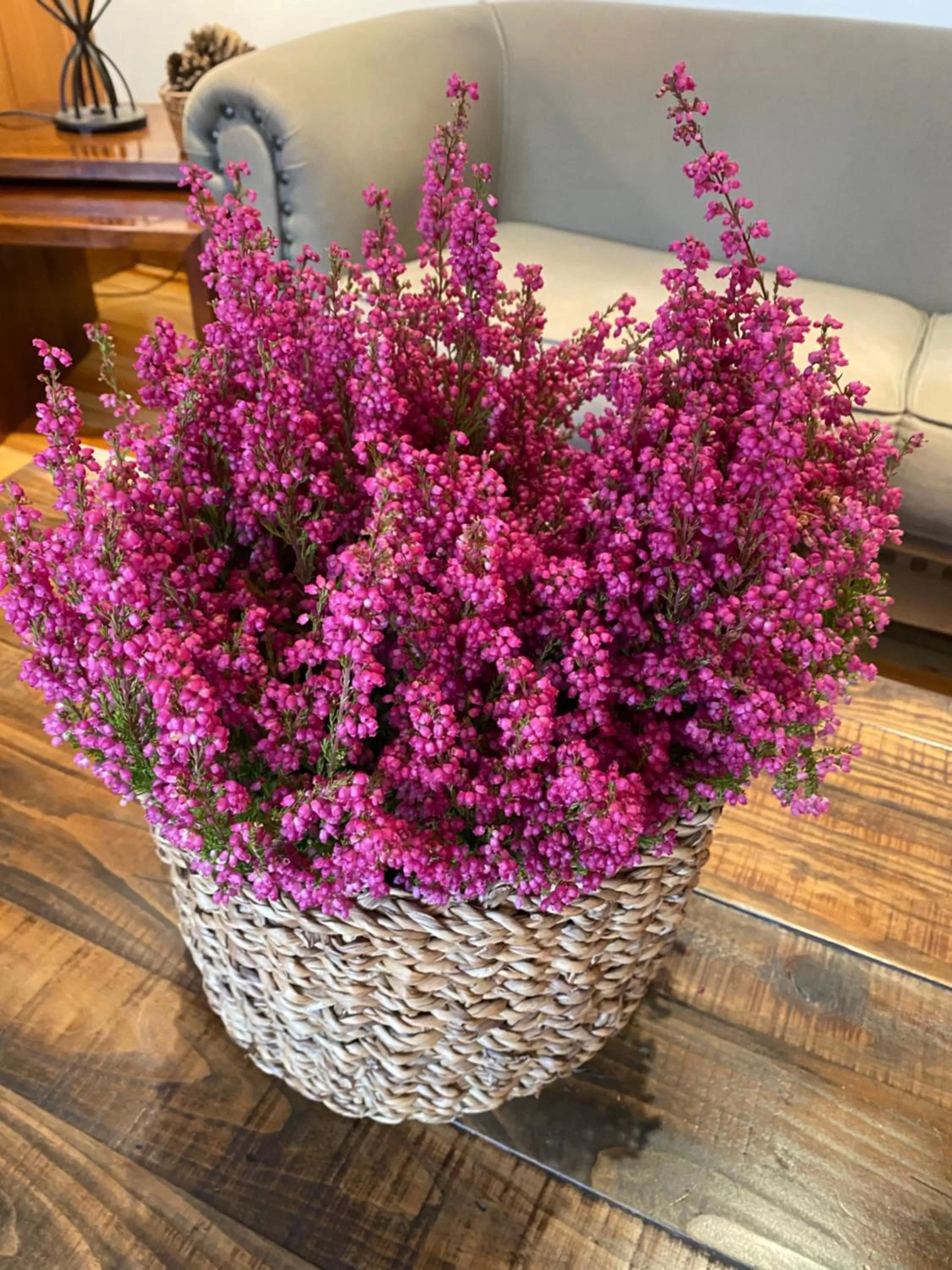 Spring in Hotel Rural Spa & Wellness Hacienda Los Robles