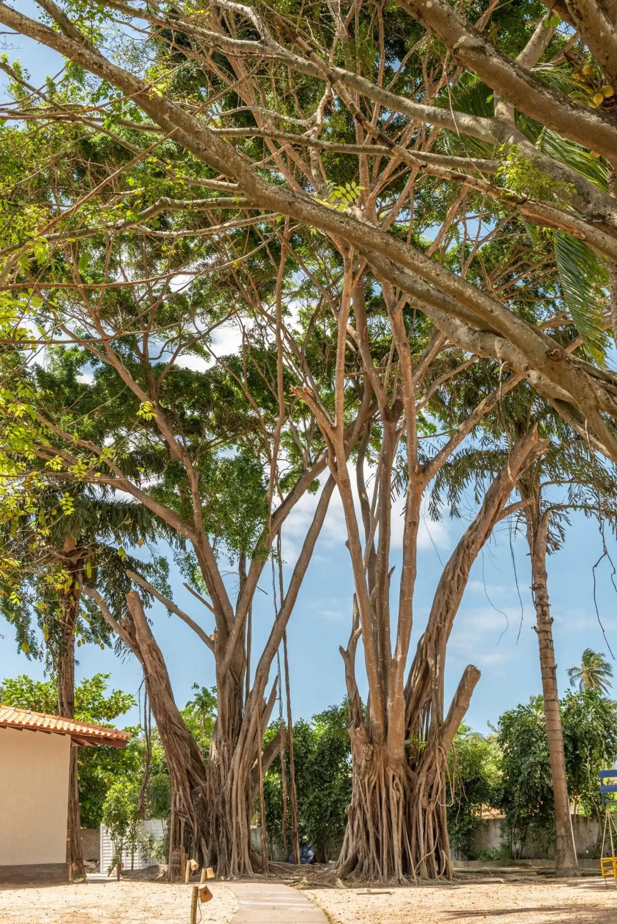 Garden in Anga Hotel