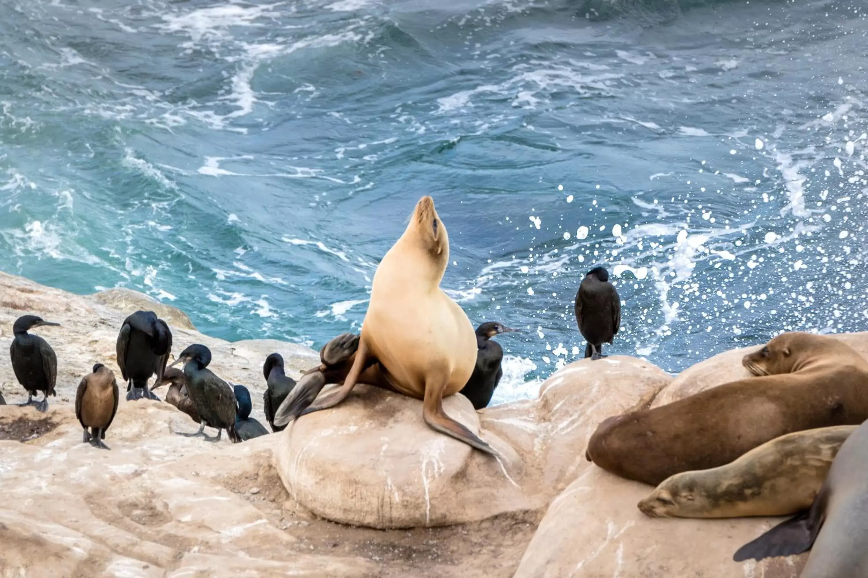 Nearby landmark, Other Animals in La Jolla Cove Suites