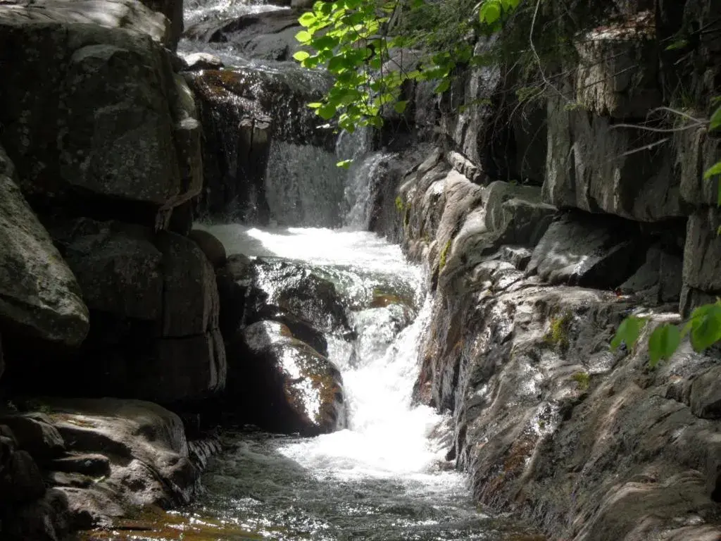 Natural Landscape in Pinebrook Motel