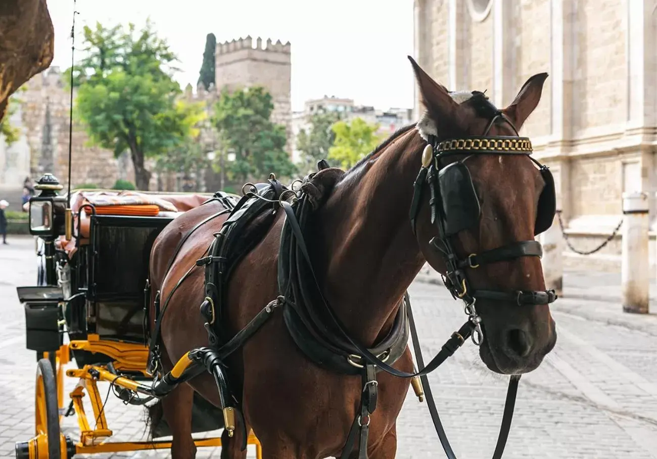 Horse-riding, Horseback Riding in Joya del Casco Boutique Hotel by Shiadu