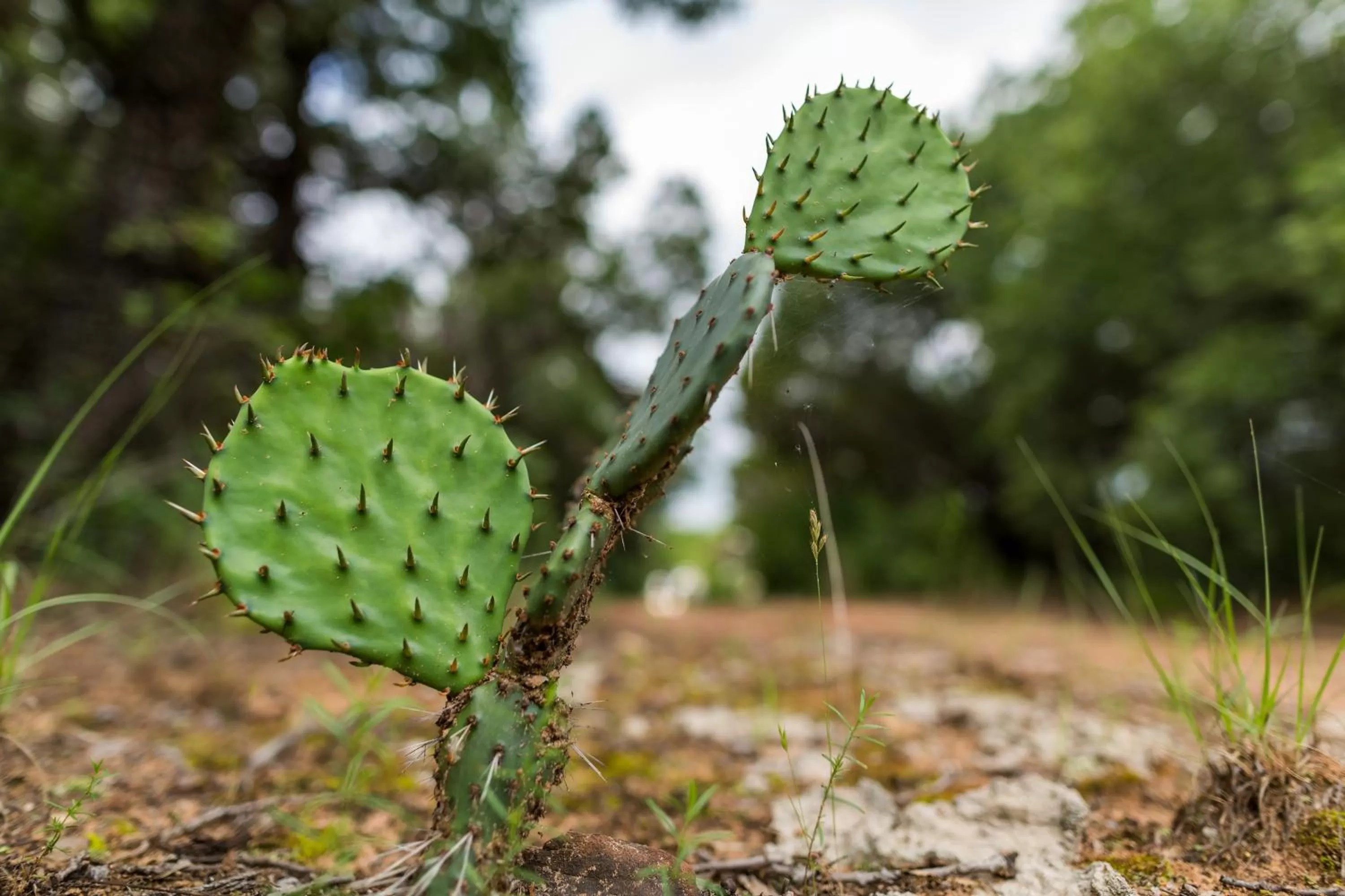 Natural landscape, Other Animals in Wildcatter Ranch and Resort