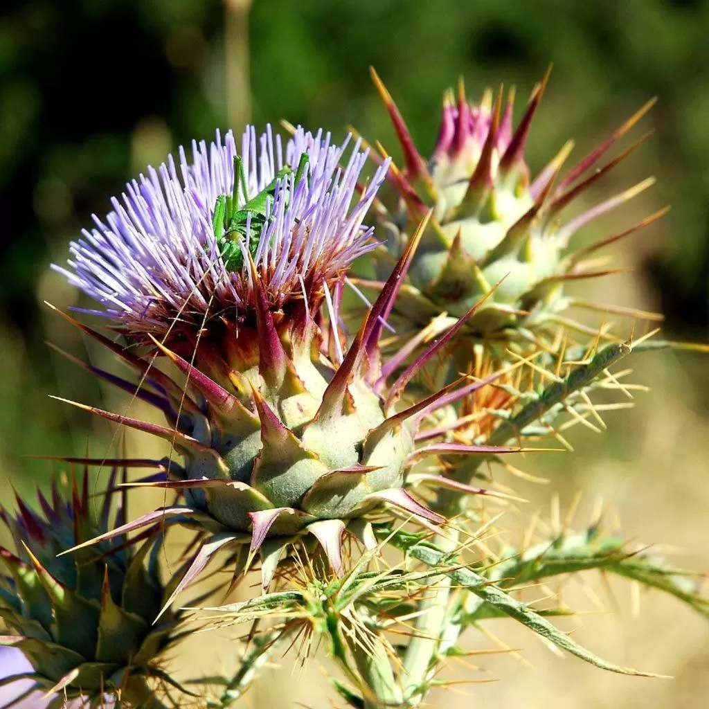 Other Animals in B&B Antoclo Di Concas Angela Margherita