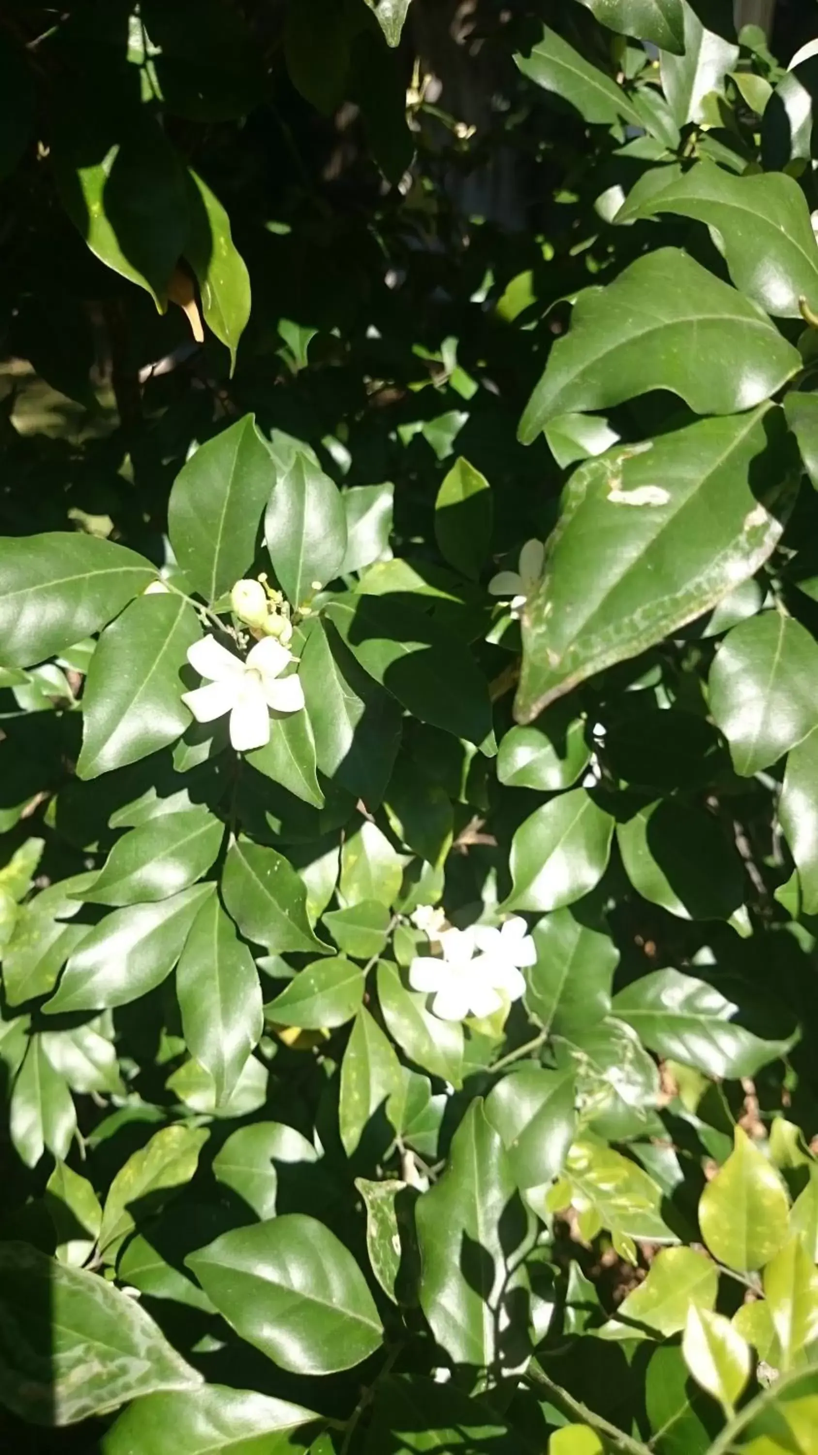 Garden in Coomera Motor Inn