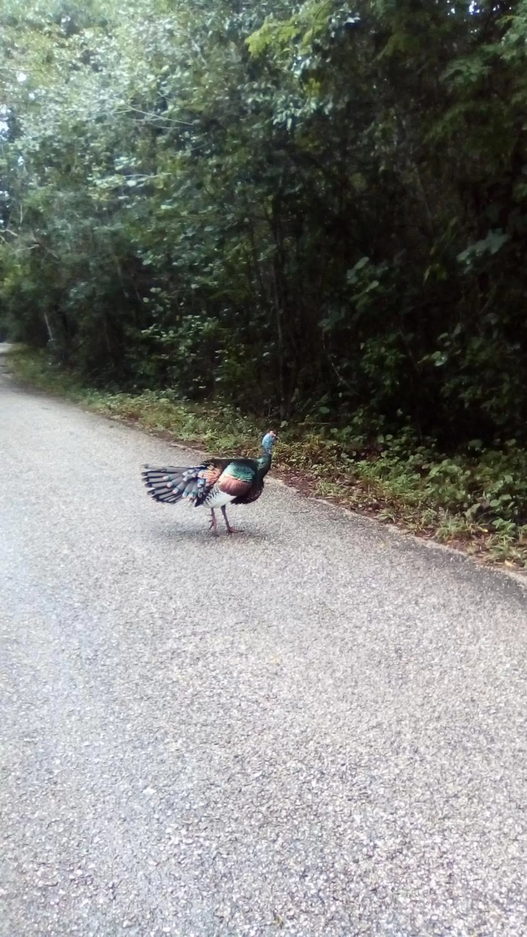 Animals, Other Animals in Hotel Chaac Calakmul