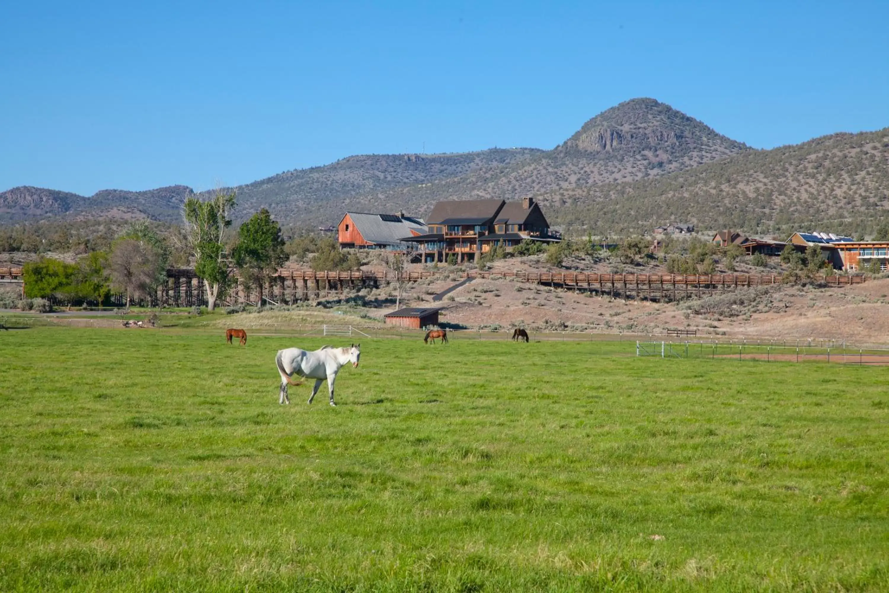 Day, Other Animals in Brasada Ranch