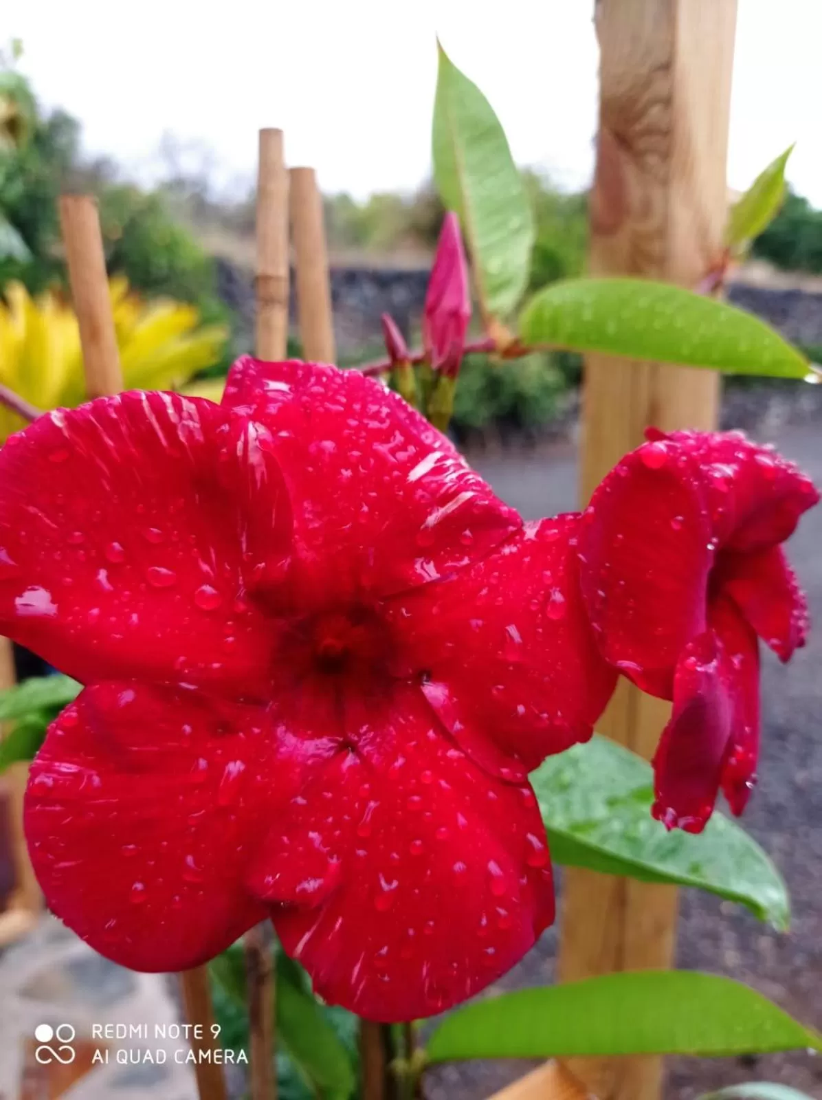 Garden in Hotel Rural La Raya 1866