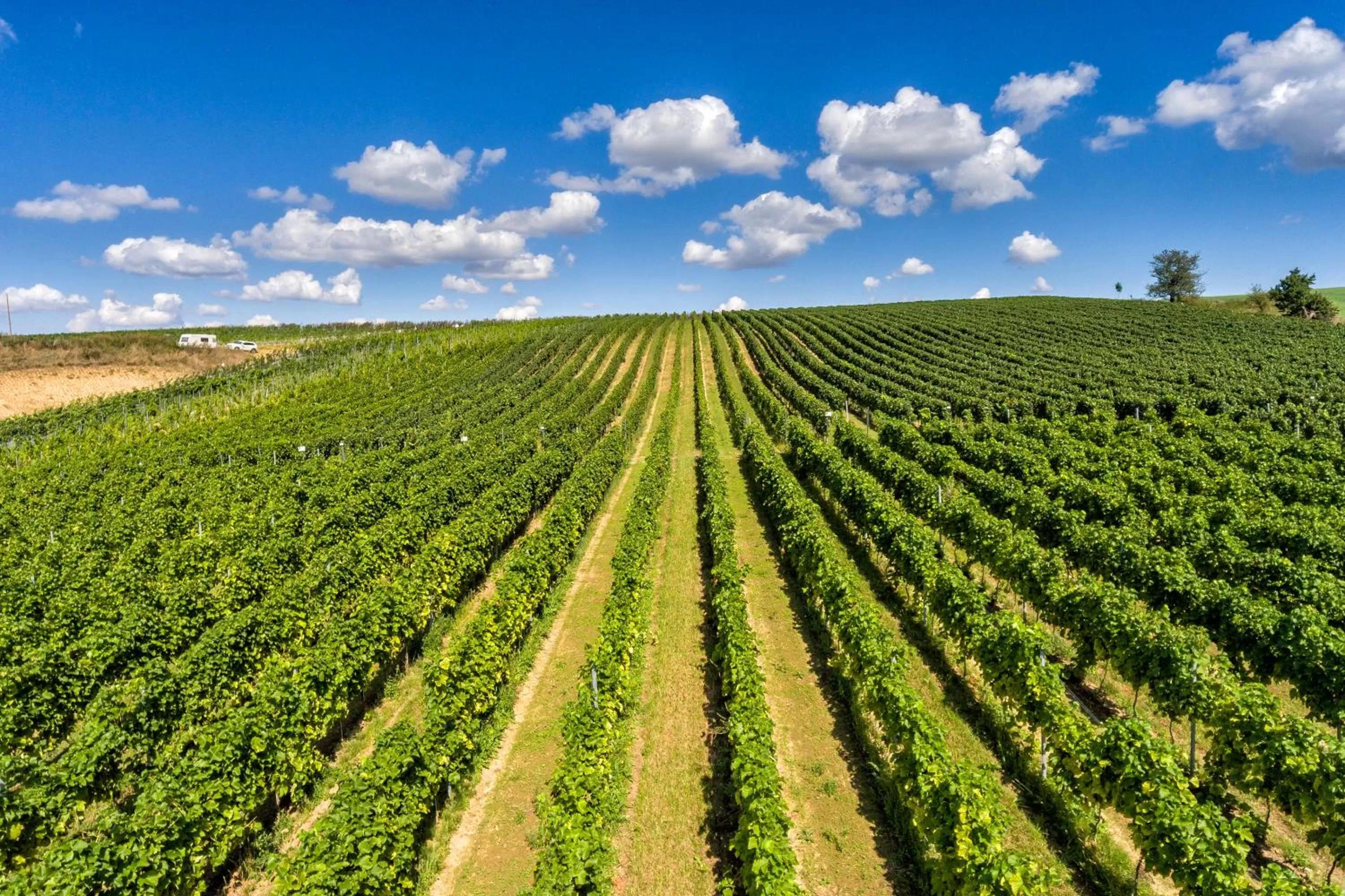 Spring in Hotel Niemcza Wino & Spa