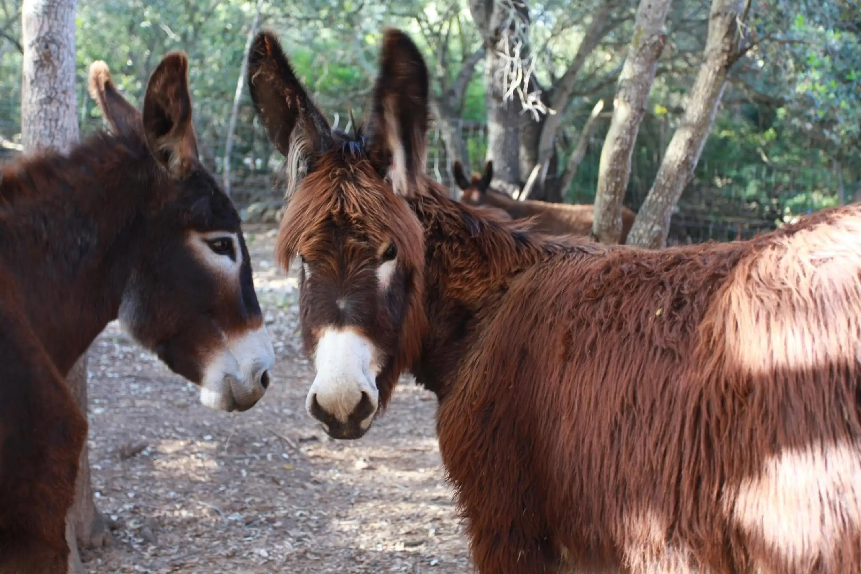 Off site, Other Animals in Agroturismo Son Siurana