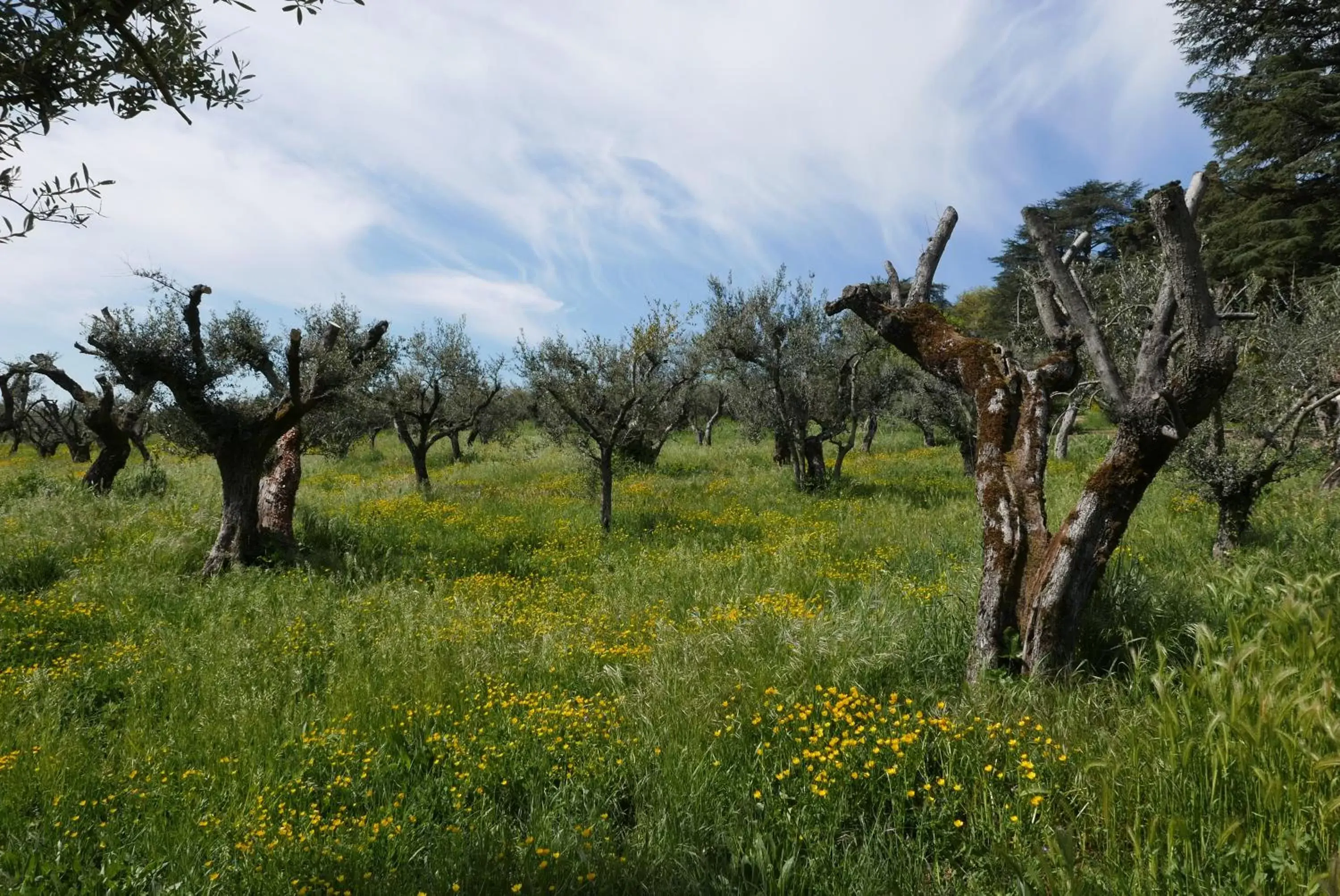 Natural landscape in Villa Cavalletti Appartamenti